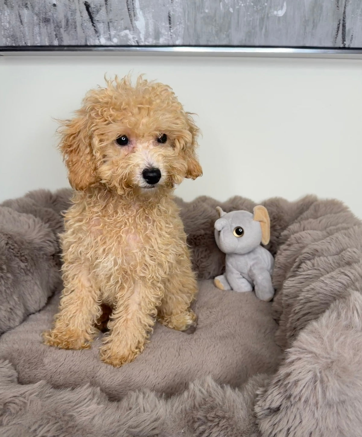 Meet Biscuit! 🥰 Toy Cavapoo