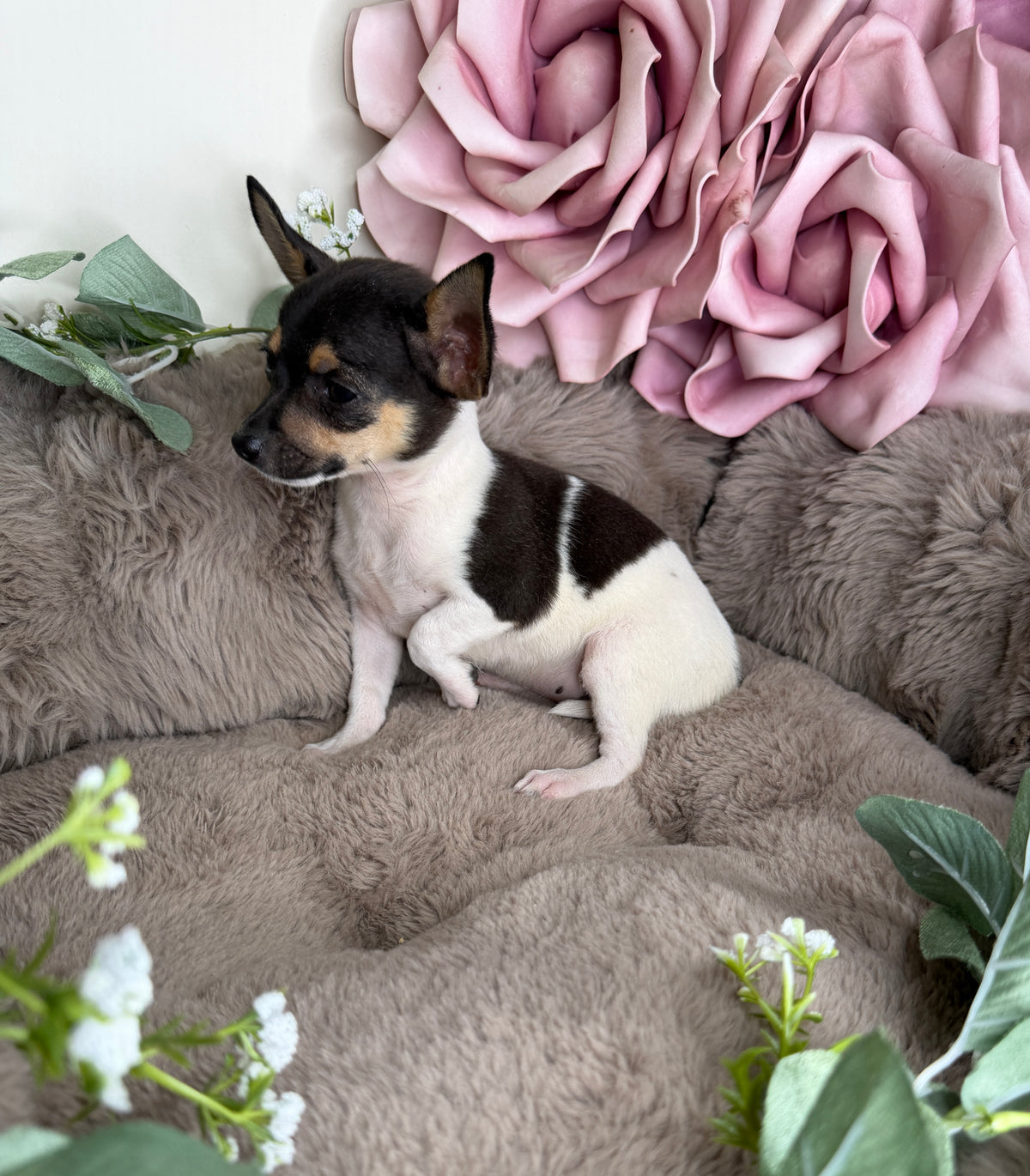 Saint 🤍 Chihuahua