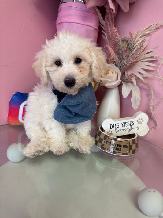 “Bella” AKC & ACA Bichon Frise