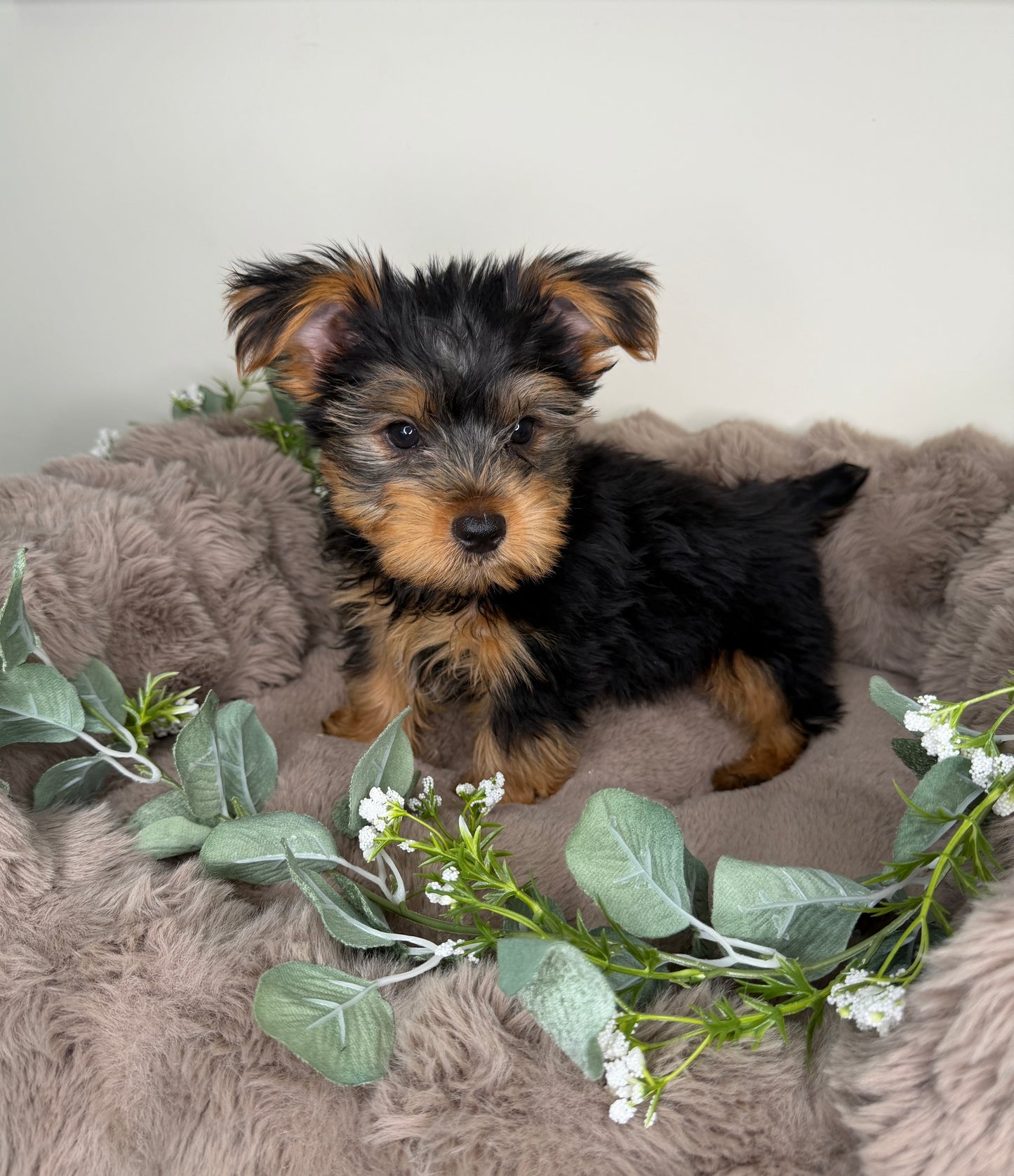 Hugo 💙 | Male Yorkshire Terrier