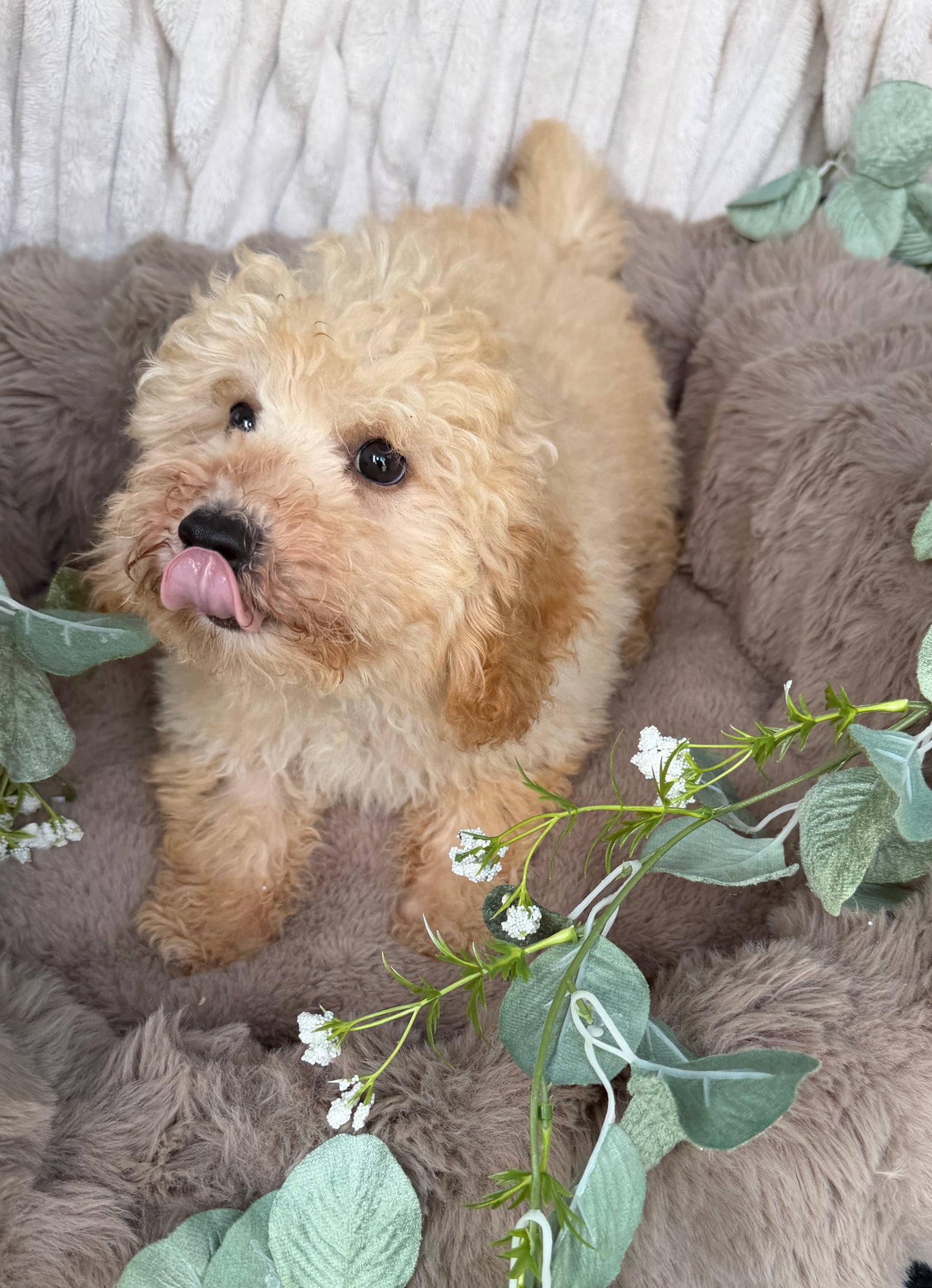 Houston 🧸 | Male Teddy Bear Puppy