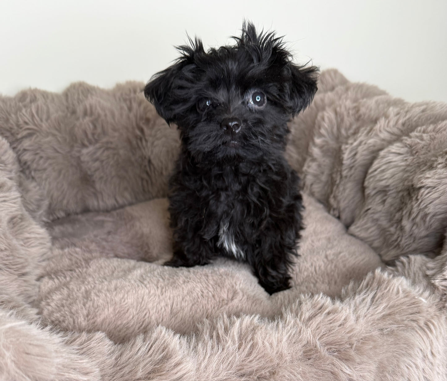 Baby Louie | Yorkie-poo