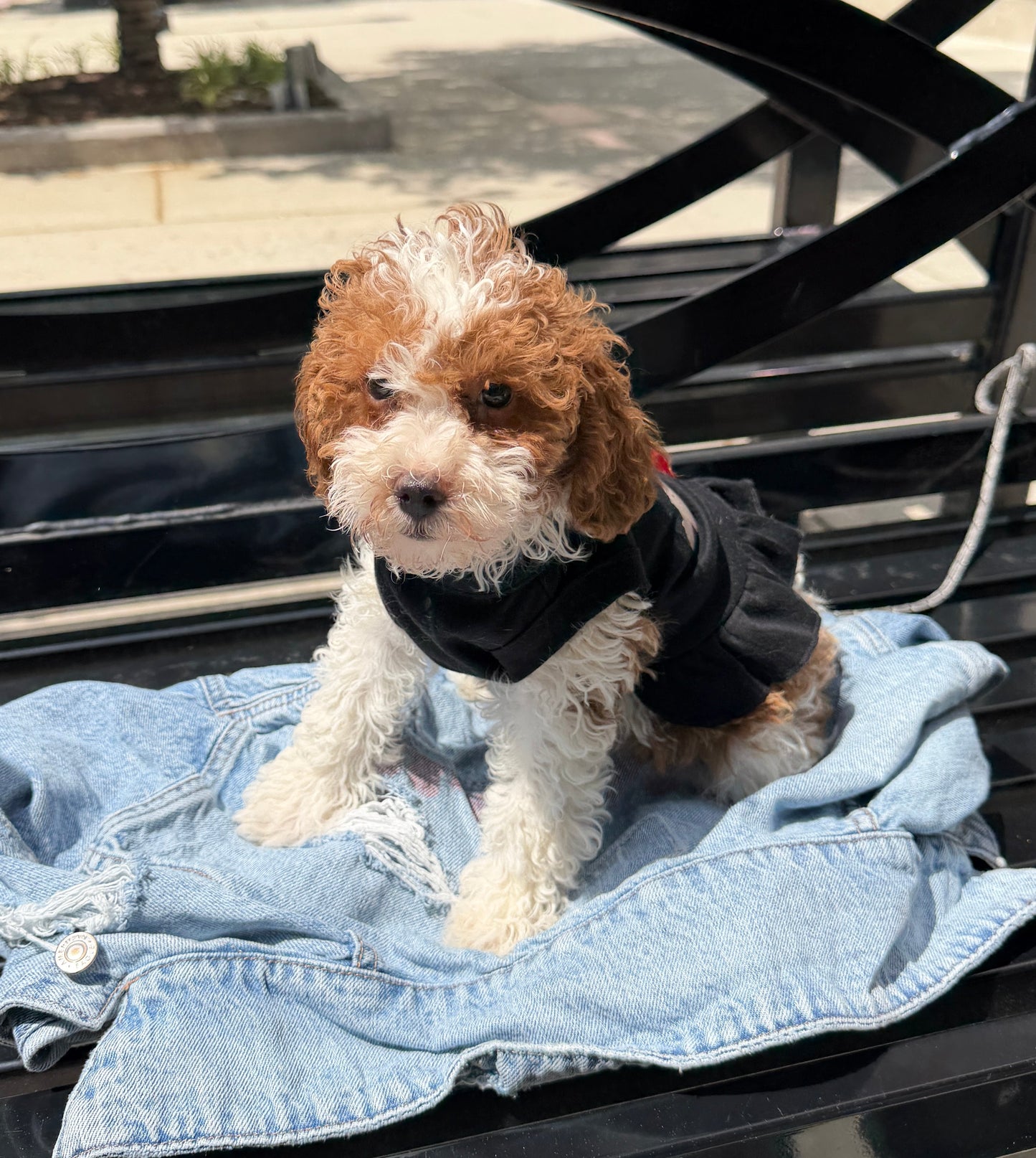Layla 🤍 Female Cockapoo Puppy