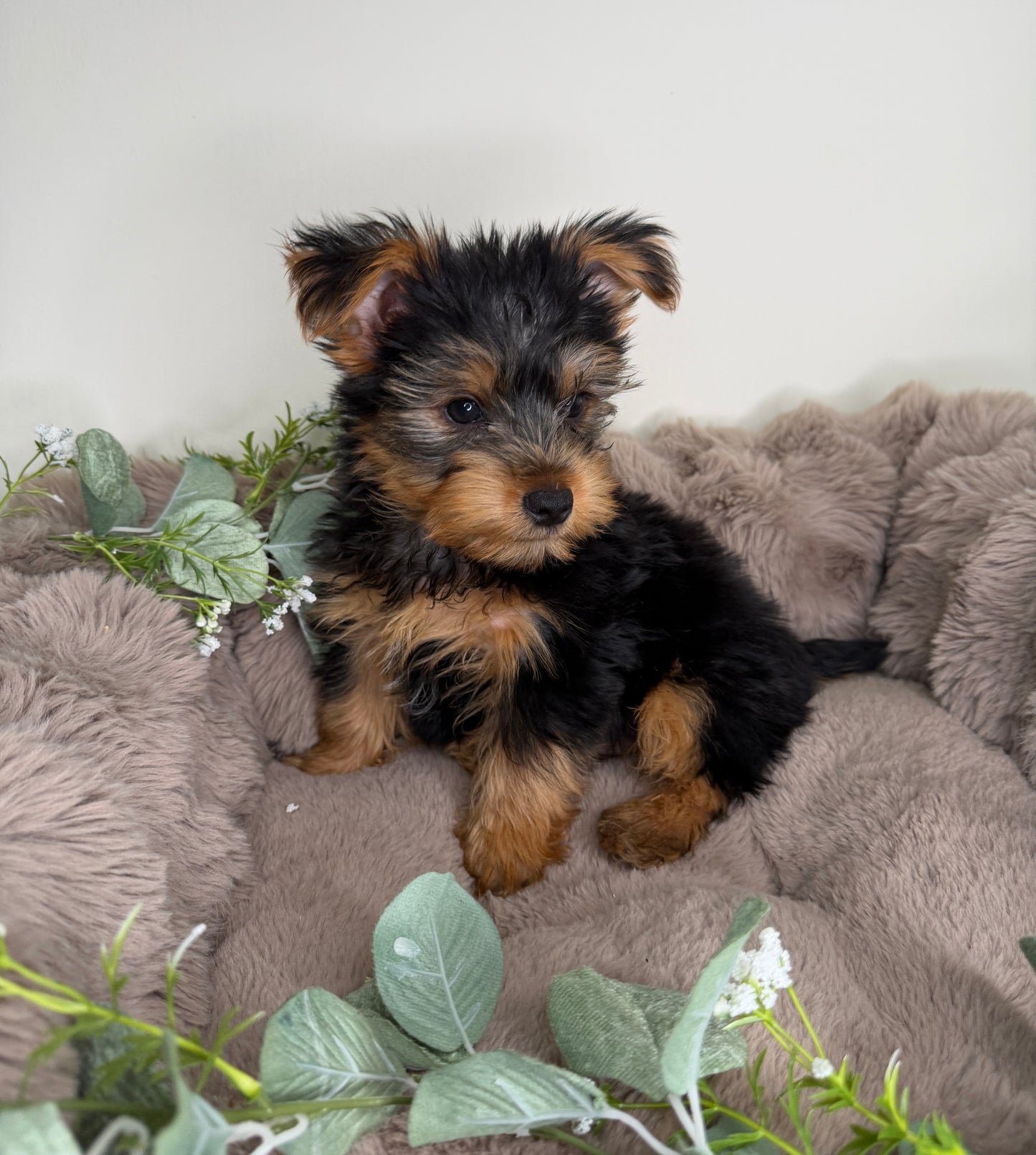 Hugo 💙 | Male Yorkshire Terrier