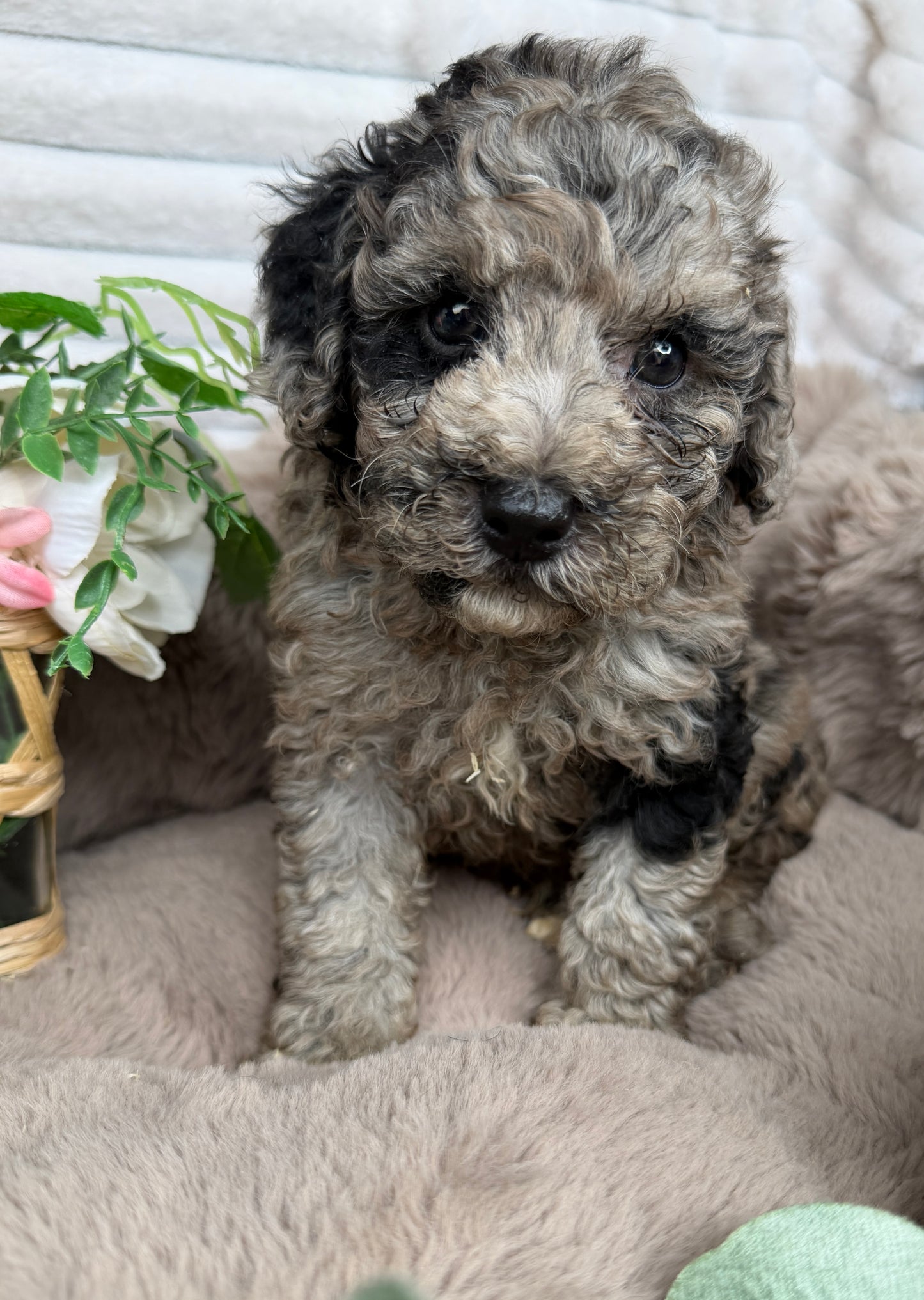 Atlas 💙 | Blue Merle Toy Poodle