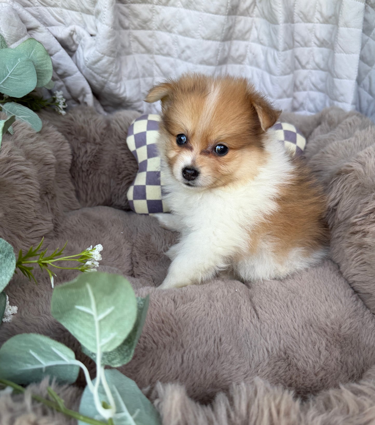 Millie Mae 🩷 | Female Toy Pomeranian