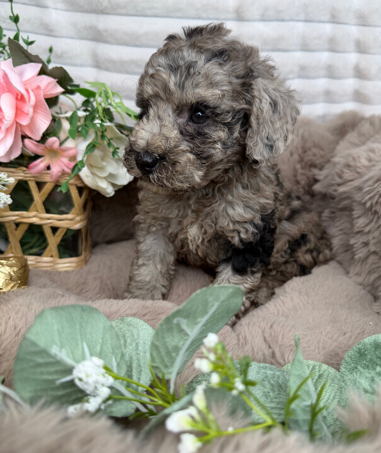 Atlas 💙 | Blue Merle Toy Poodle