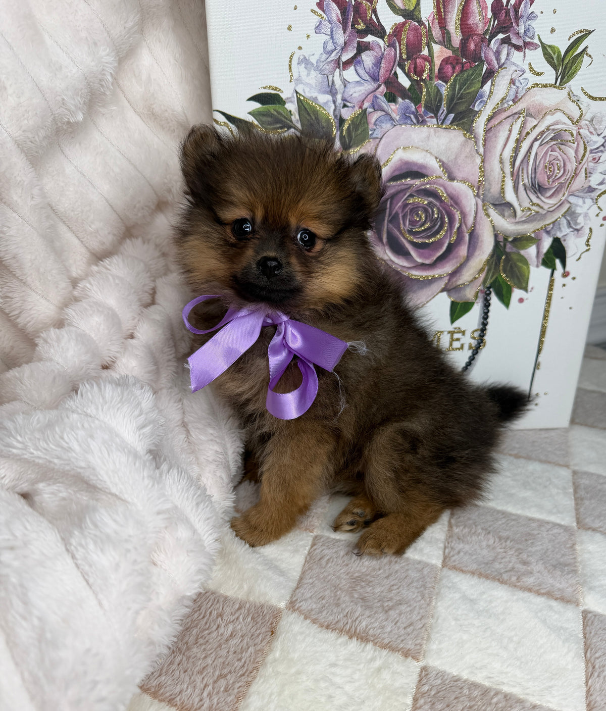 CoCo 🎀 | Female Toy Pomeranian