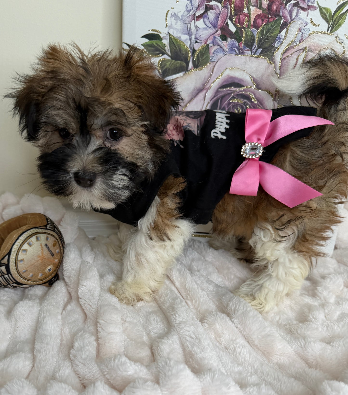 Paris Monroe✨ Female Havanese