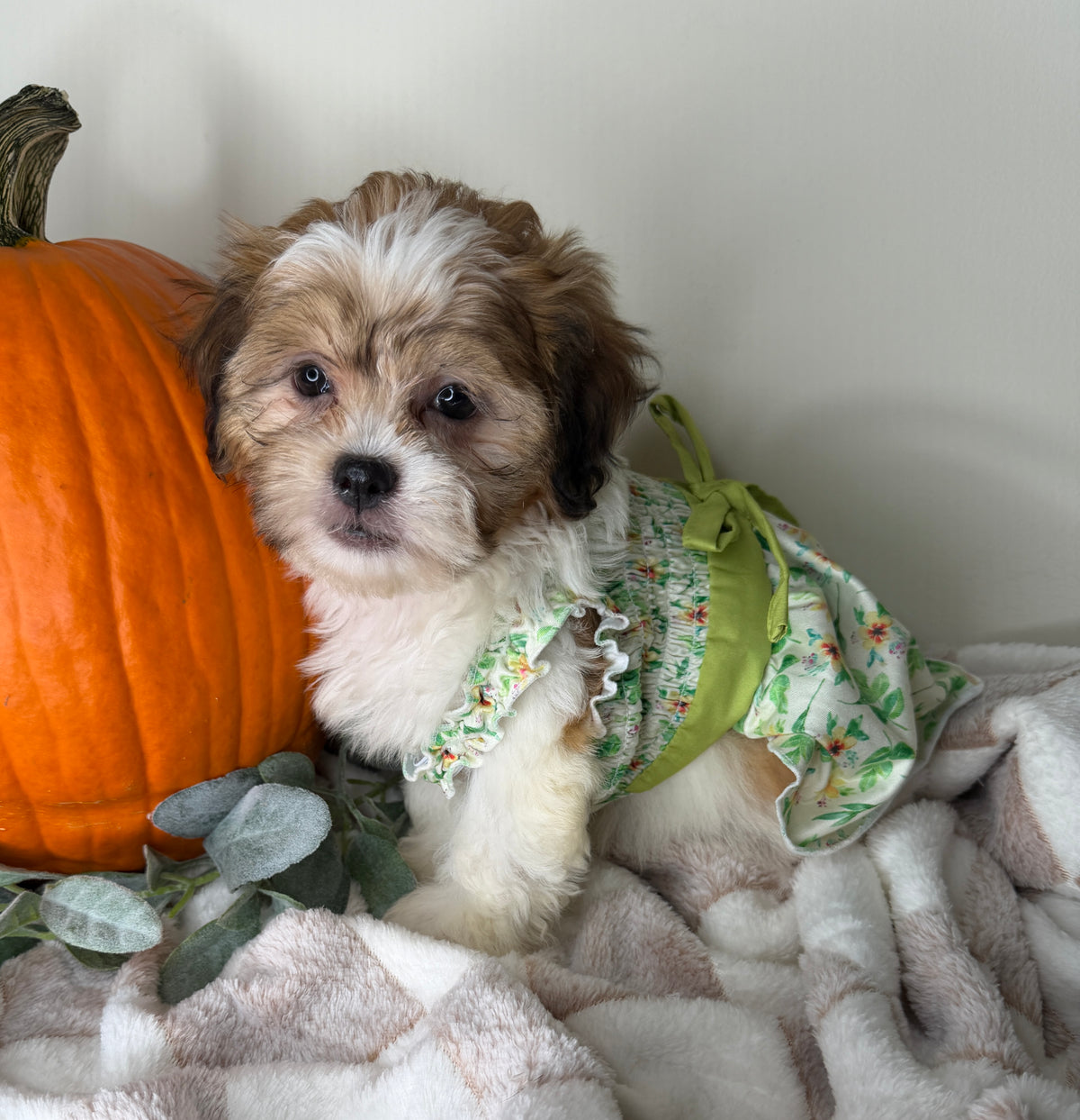 Clover: Maltipoo Girl