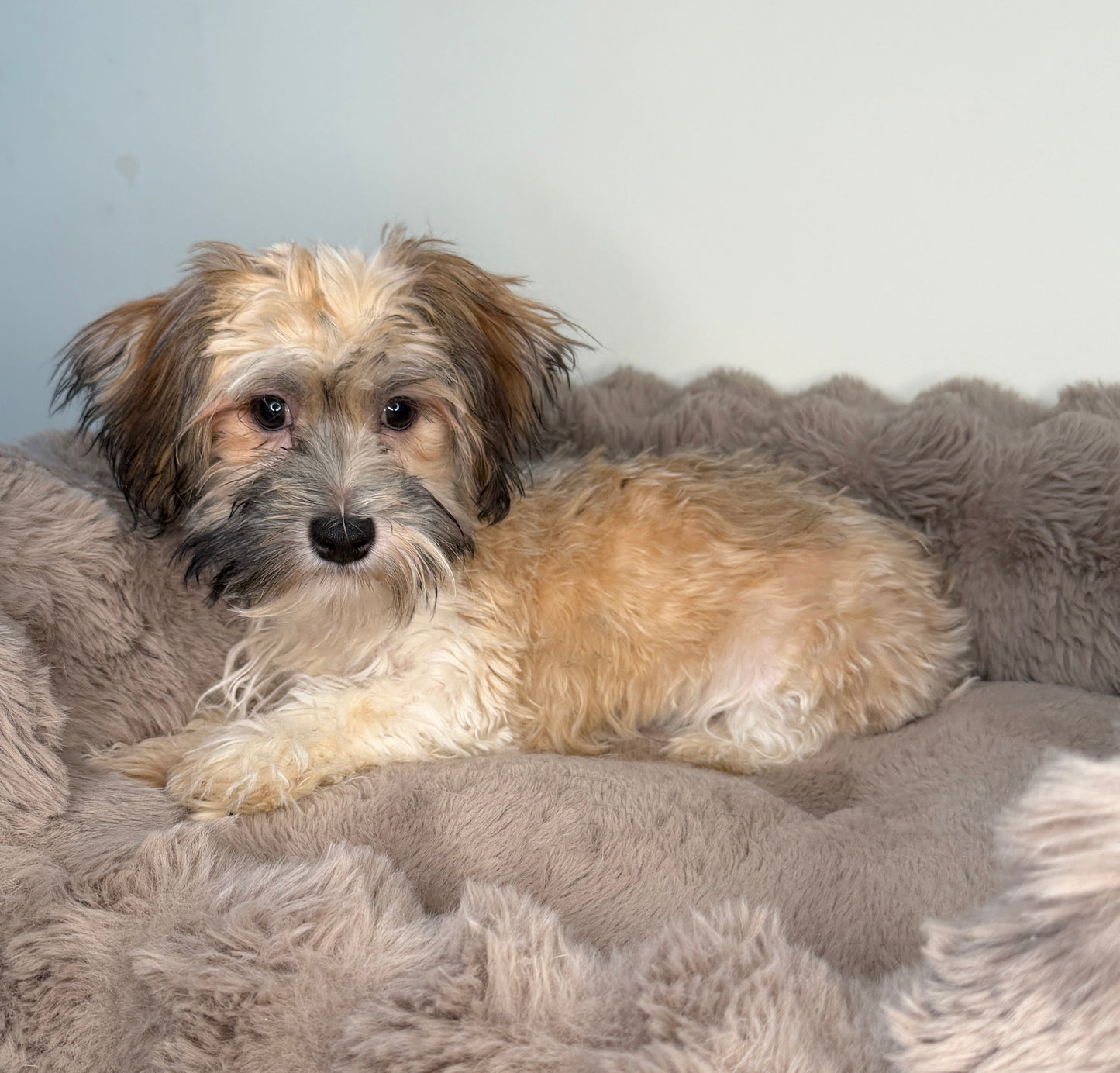 Paris 🎀 | Female Havanese Puppy