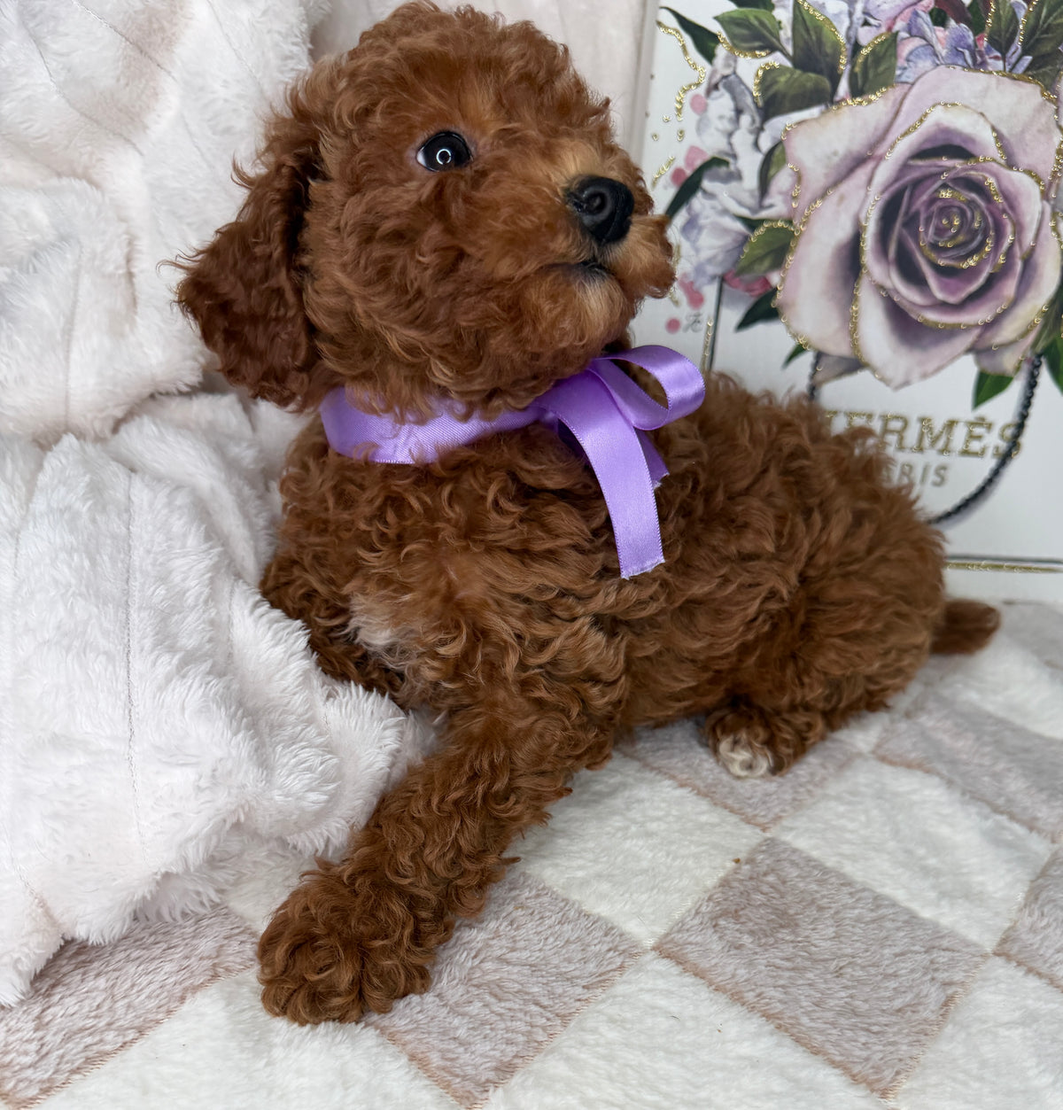 Muffin 🎀 | Female Toy Goldendoodle Puppy