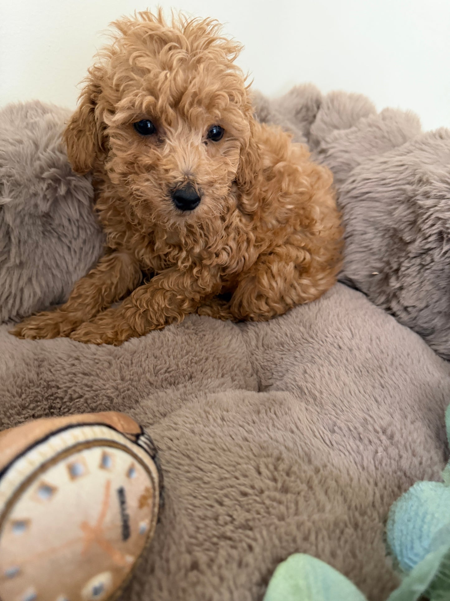 Jace ✨ | Male Toy Poodle