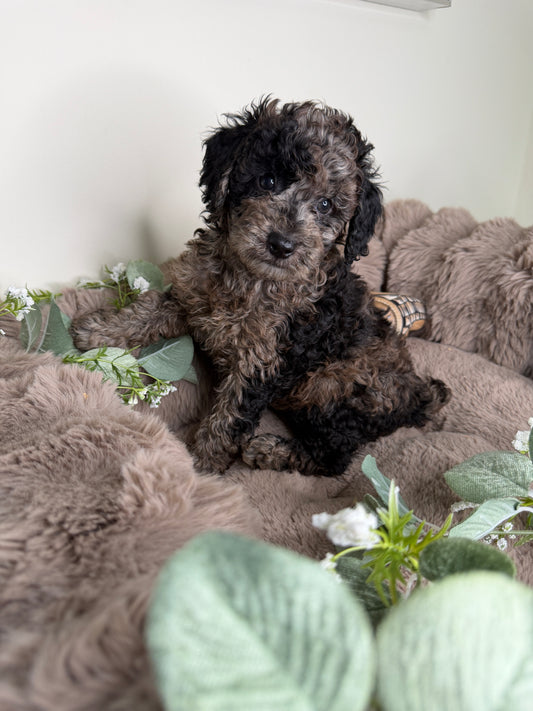 Apollo 💙 | Male Blue Merle Toy Poodle
