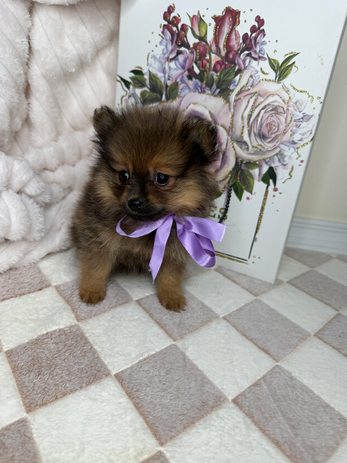 CoCo 🎀 | Female Toy Pomeranian