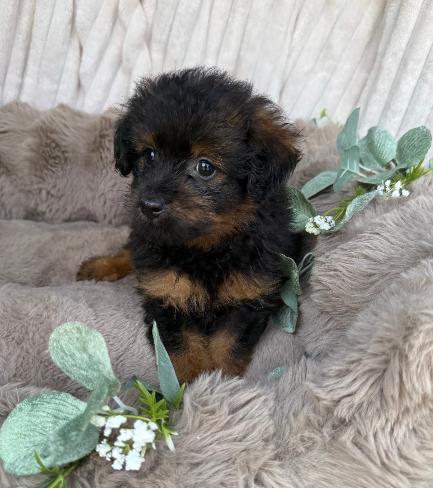Onyx 🖤 | Male PomaPoo Puppy