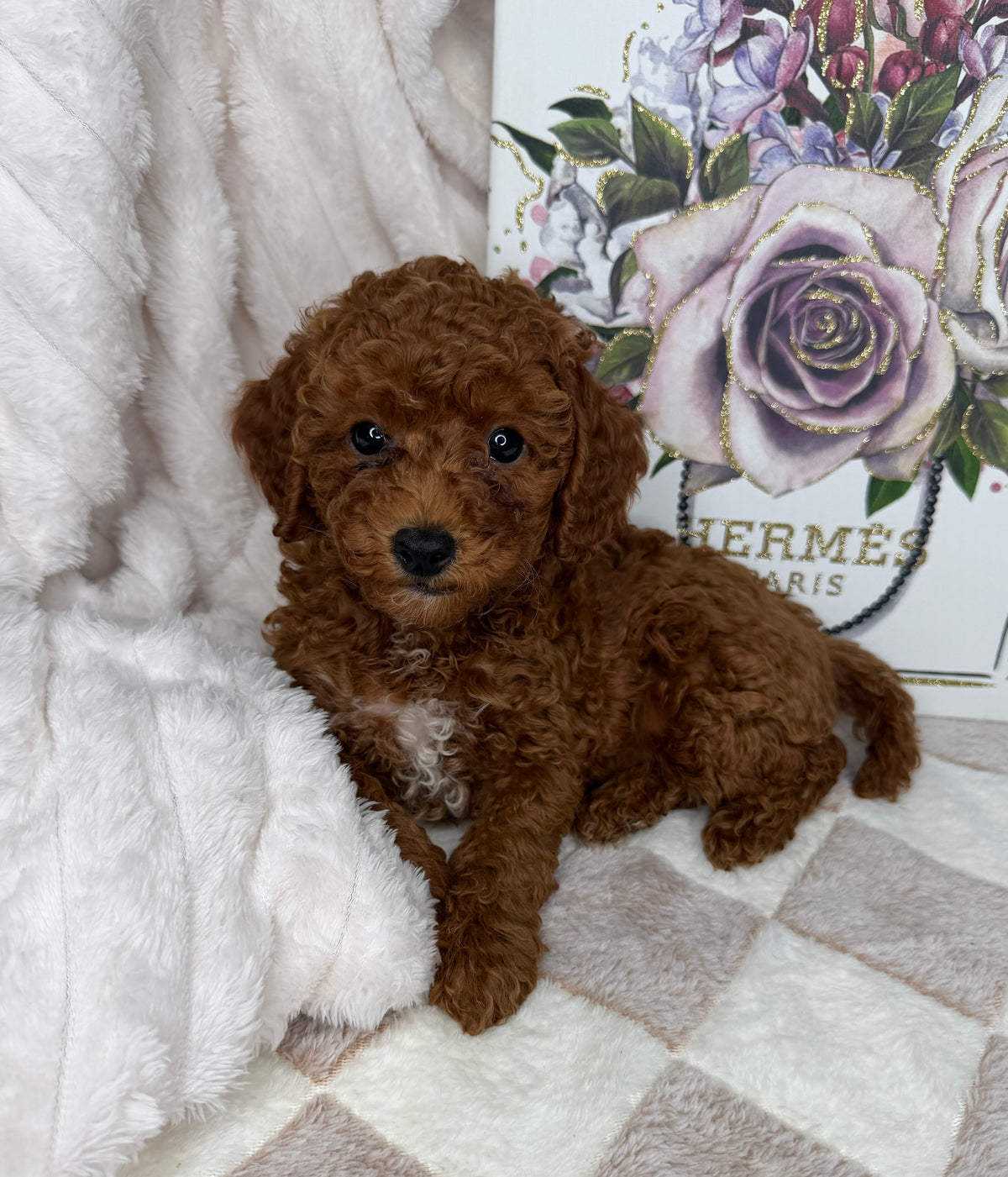 Royce 💙 | Toy Male Goldendoodle Puppy