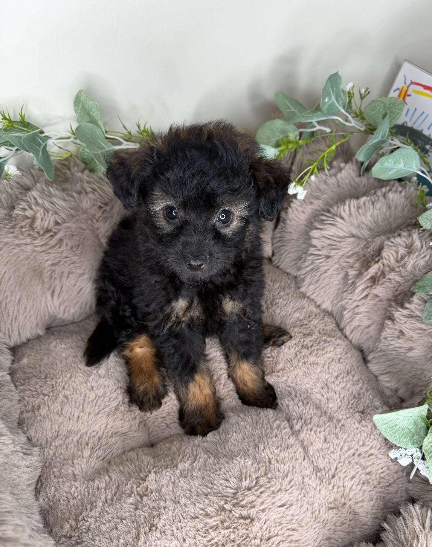 Versace ✨ | Male PomaPoo Puppy