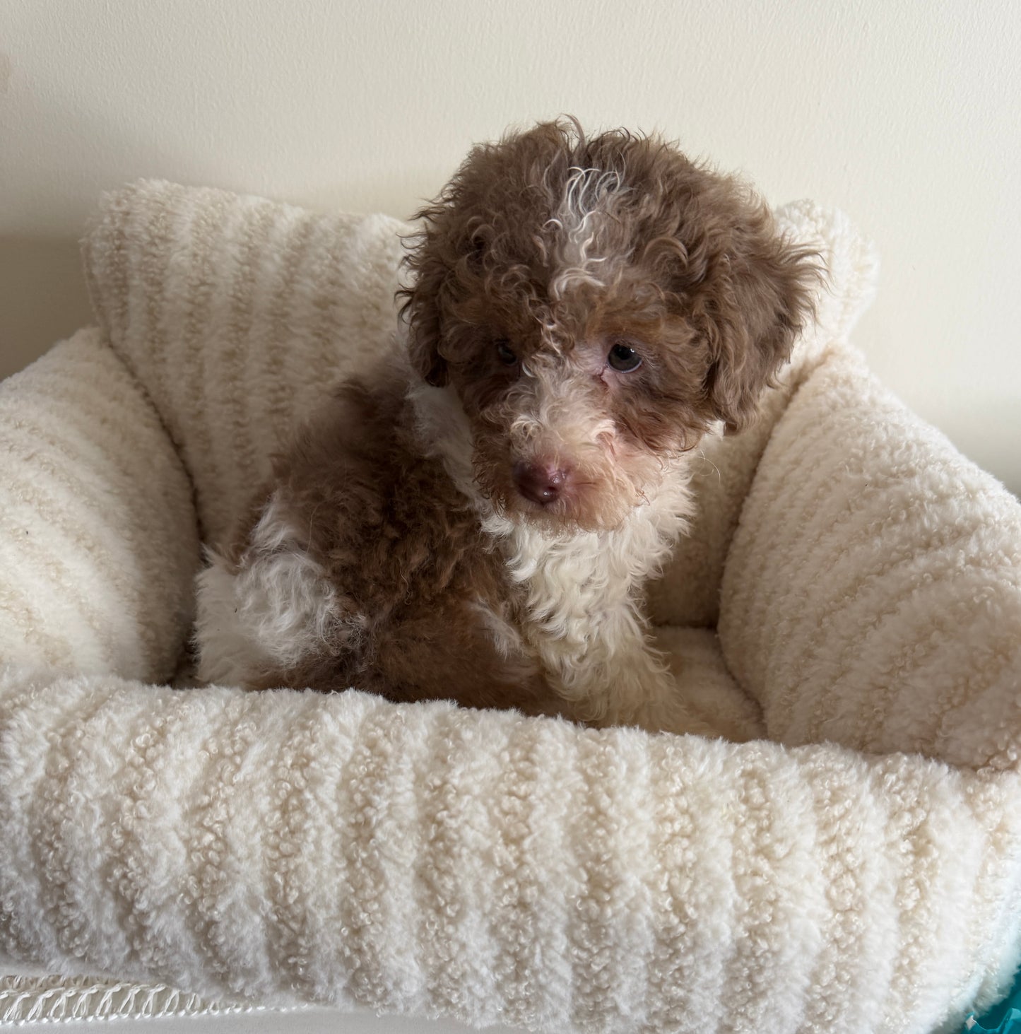 Chase 💙 | Male Toy Poodle