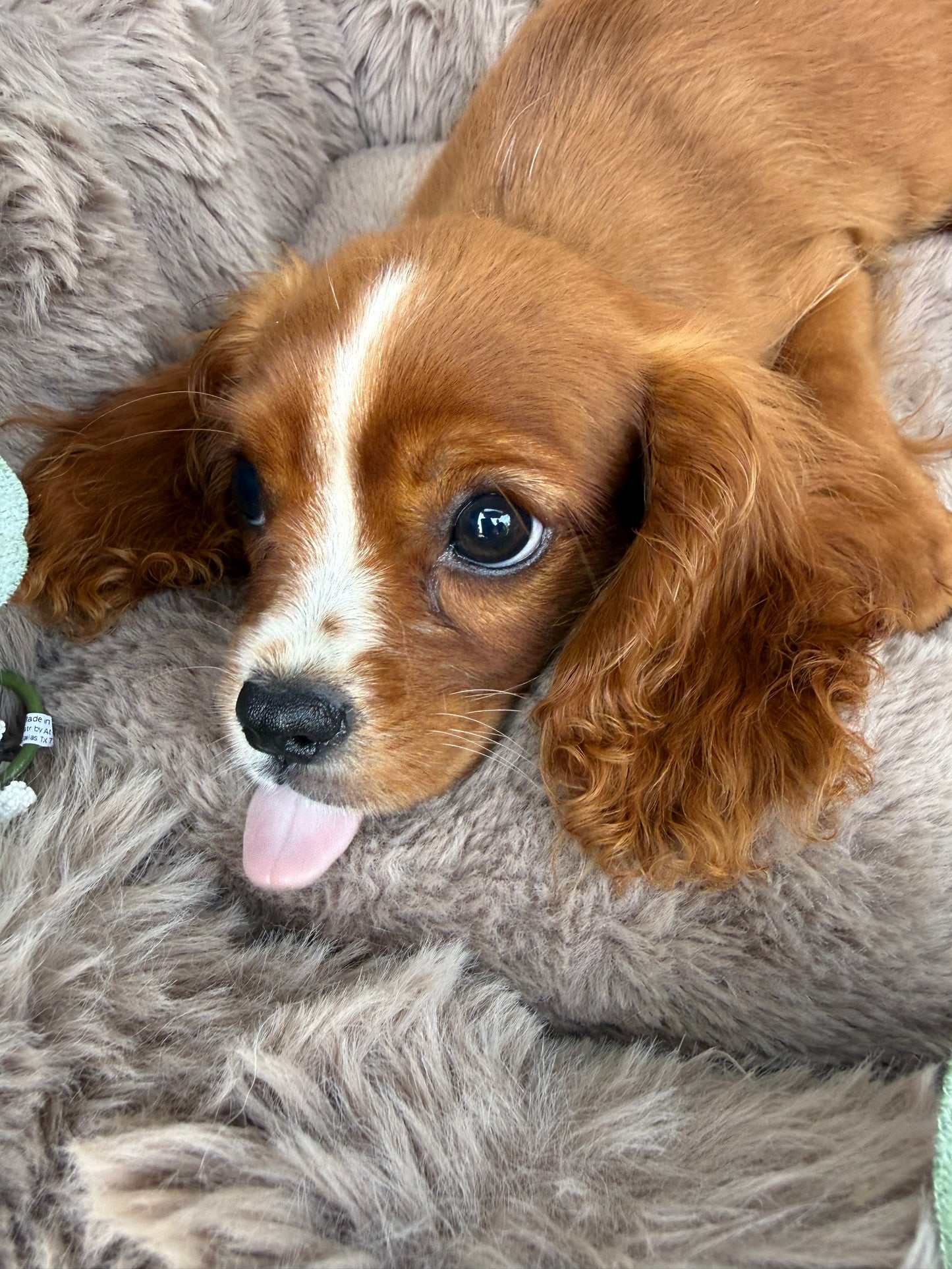 Ruby ❤️ | Female Cavalier King Charles Spaniel