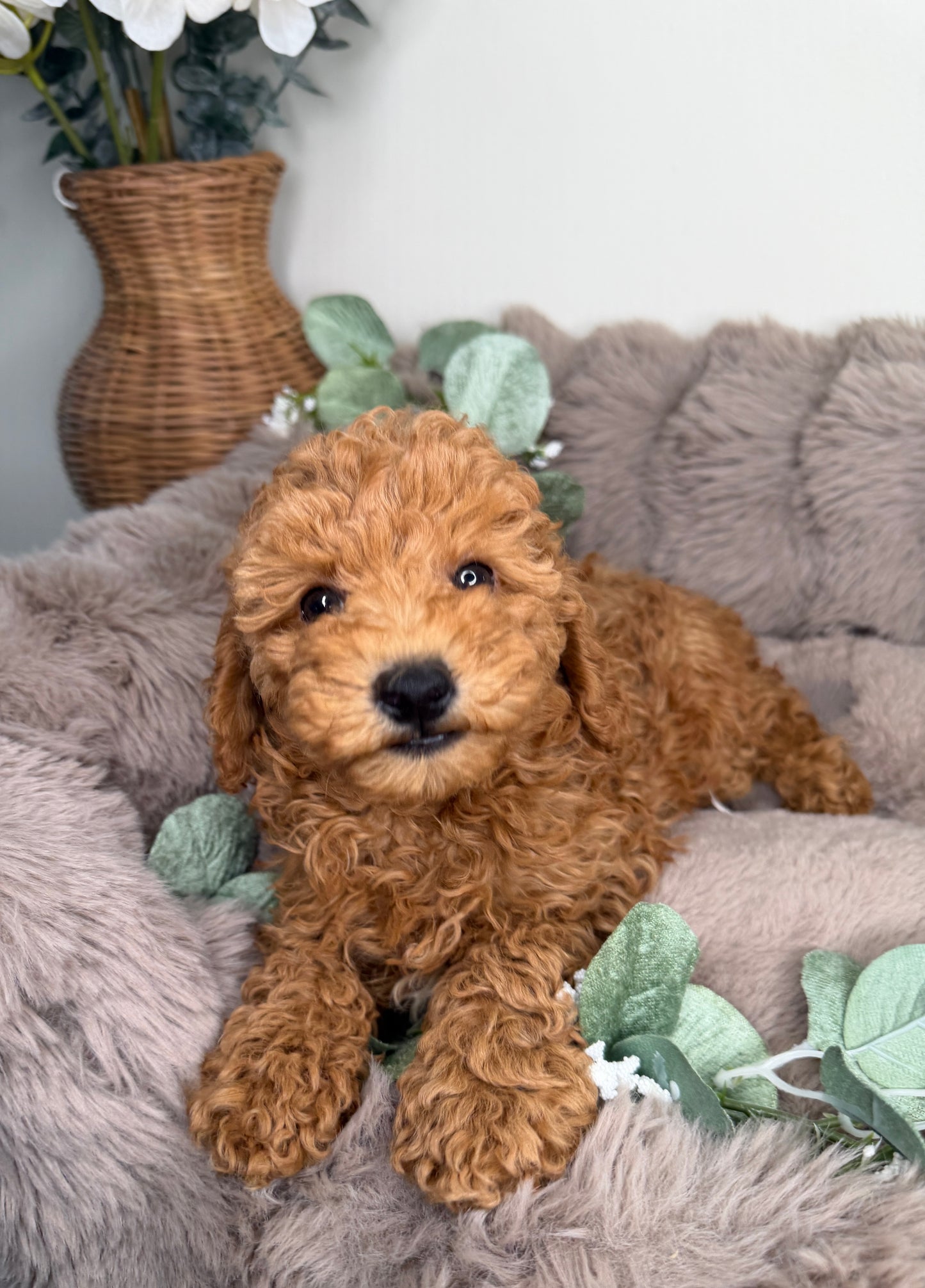 Honey 🍯 | Female Goldendoodle Puppy