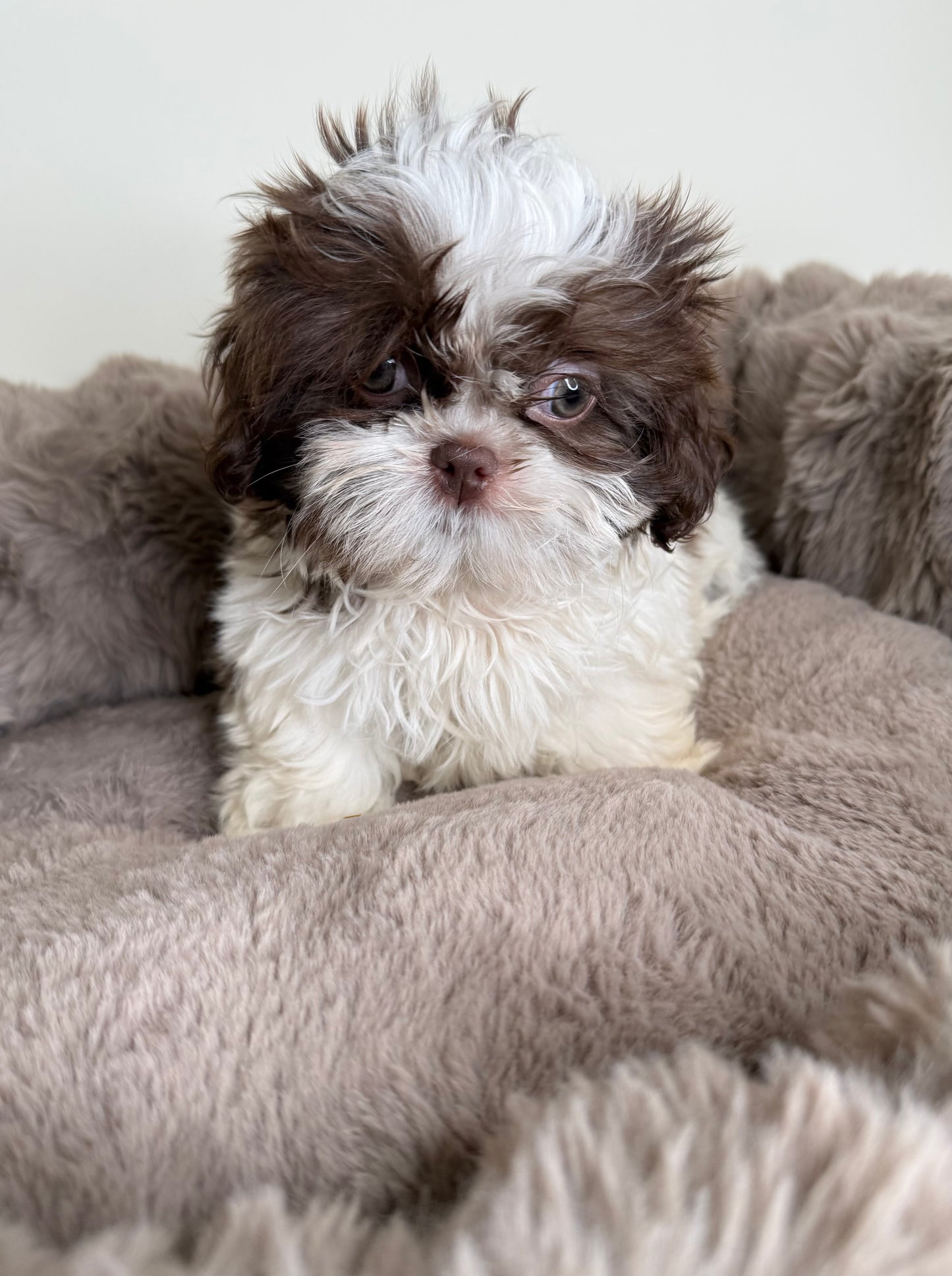 Tucker Lee | ACA Registered Shih Tzu