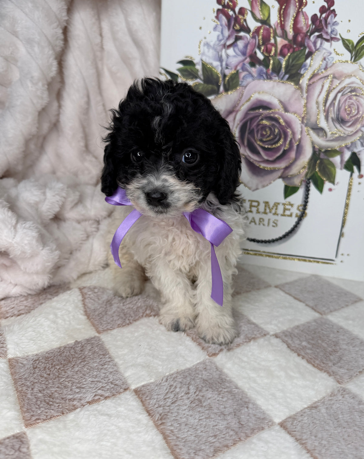 Lucy 🎀 | Female Poodle Puppy