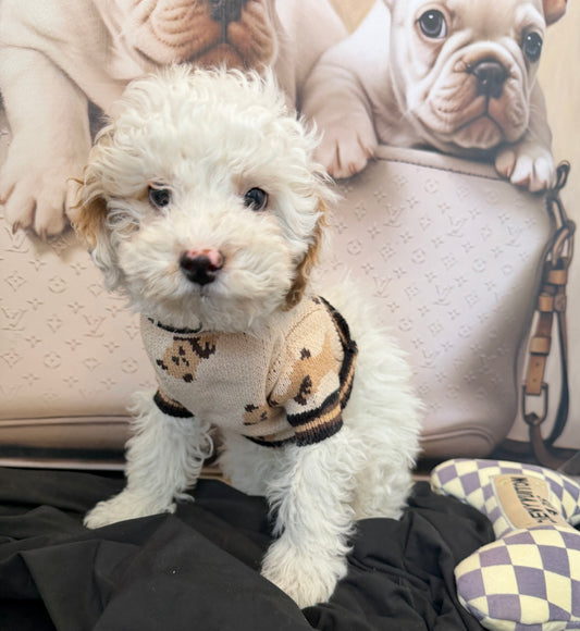 “Theo James” Toy Poodle • Male