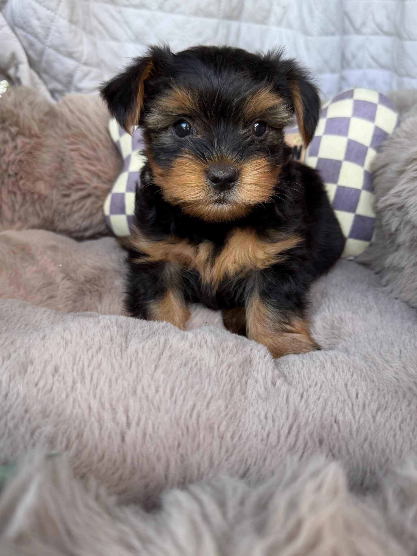 Luca 💙 | Male Toy Yorkie