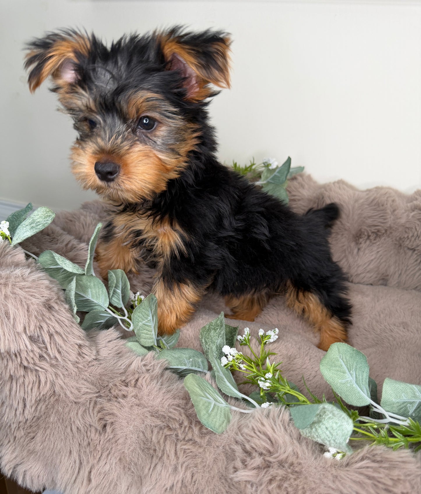 Hugo 💙 | Male Yorkshire Terrier