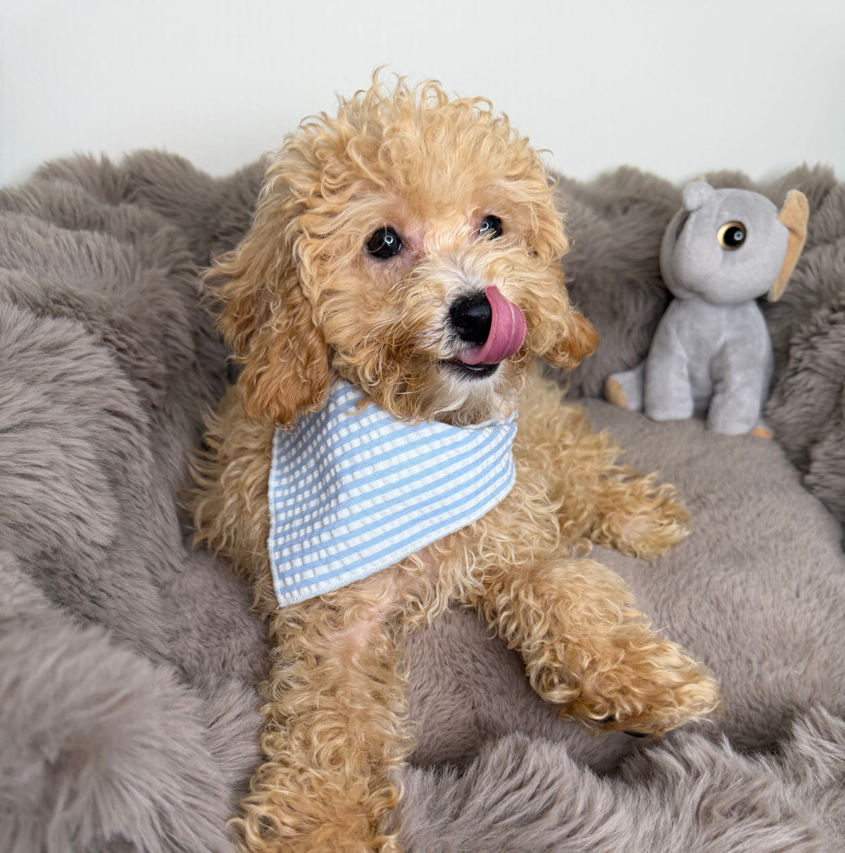 Meet Biscuit! 🥰 Toy Cavapoo