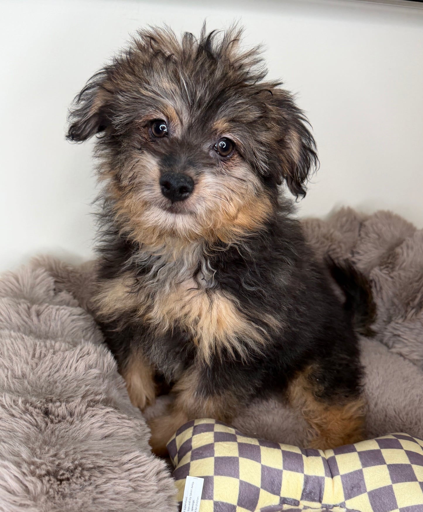 Phantom 🩶 Miniature Pomapoo!