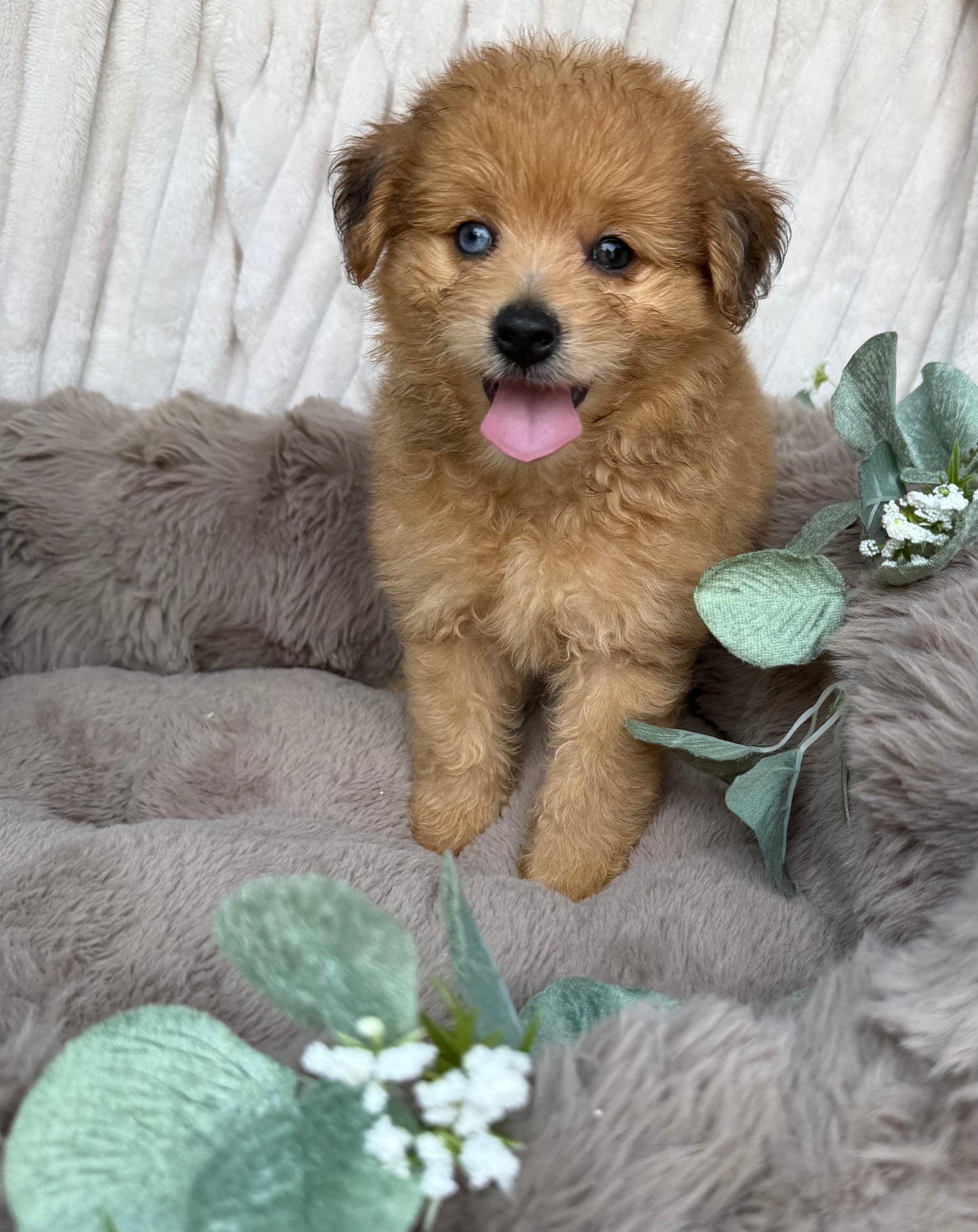 Xena 💖 | Female PomaPoo Puppy