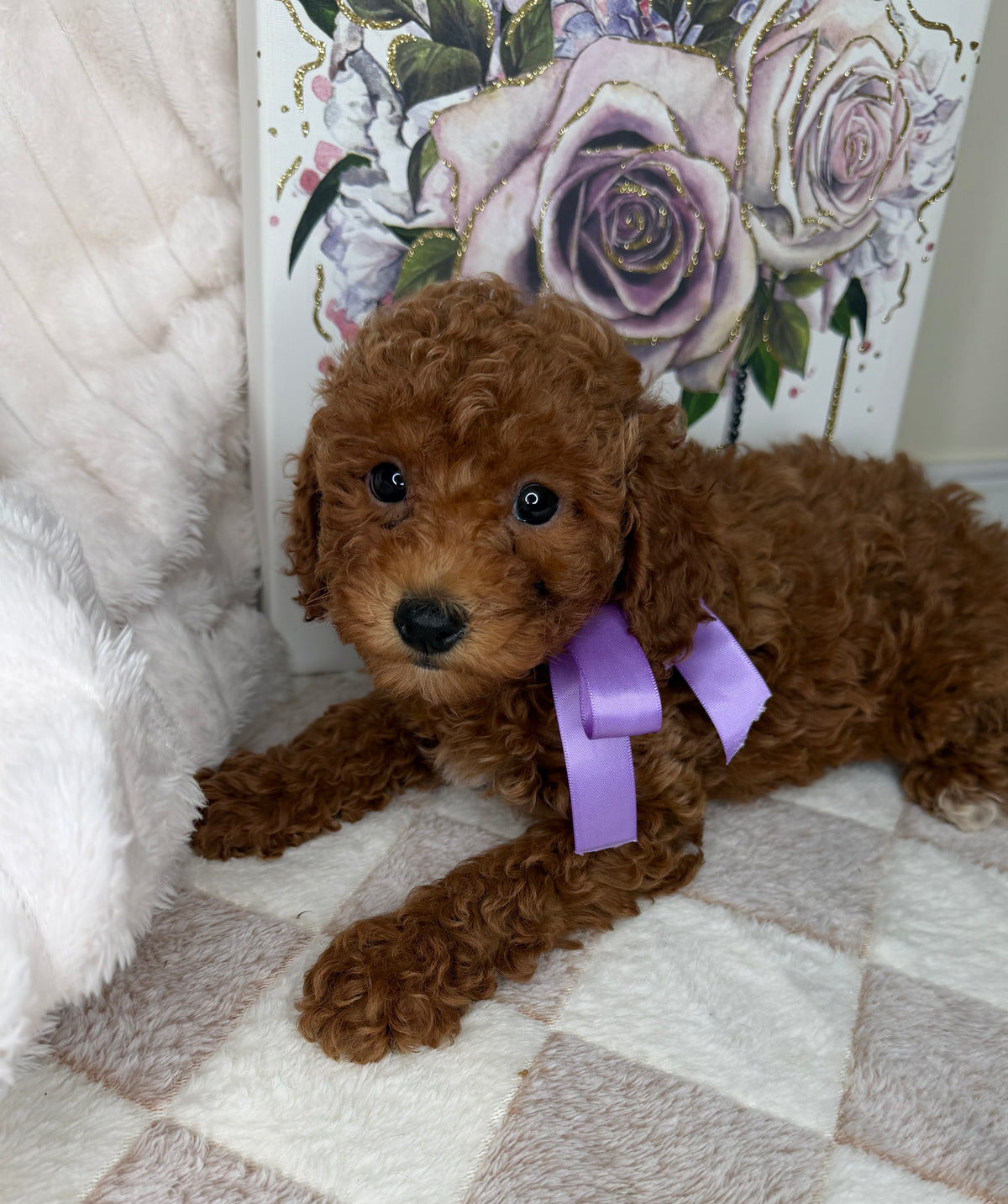 Muffin 🎀 | Female Toy Goldendoodle Puppy