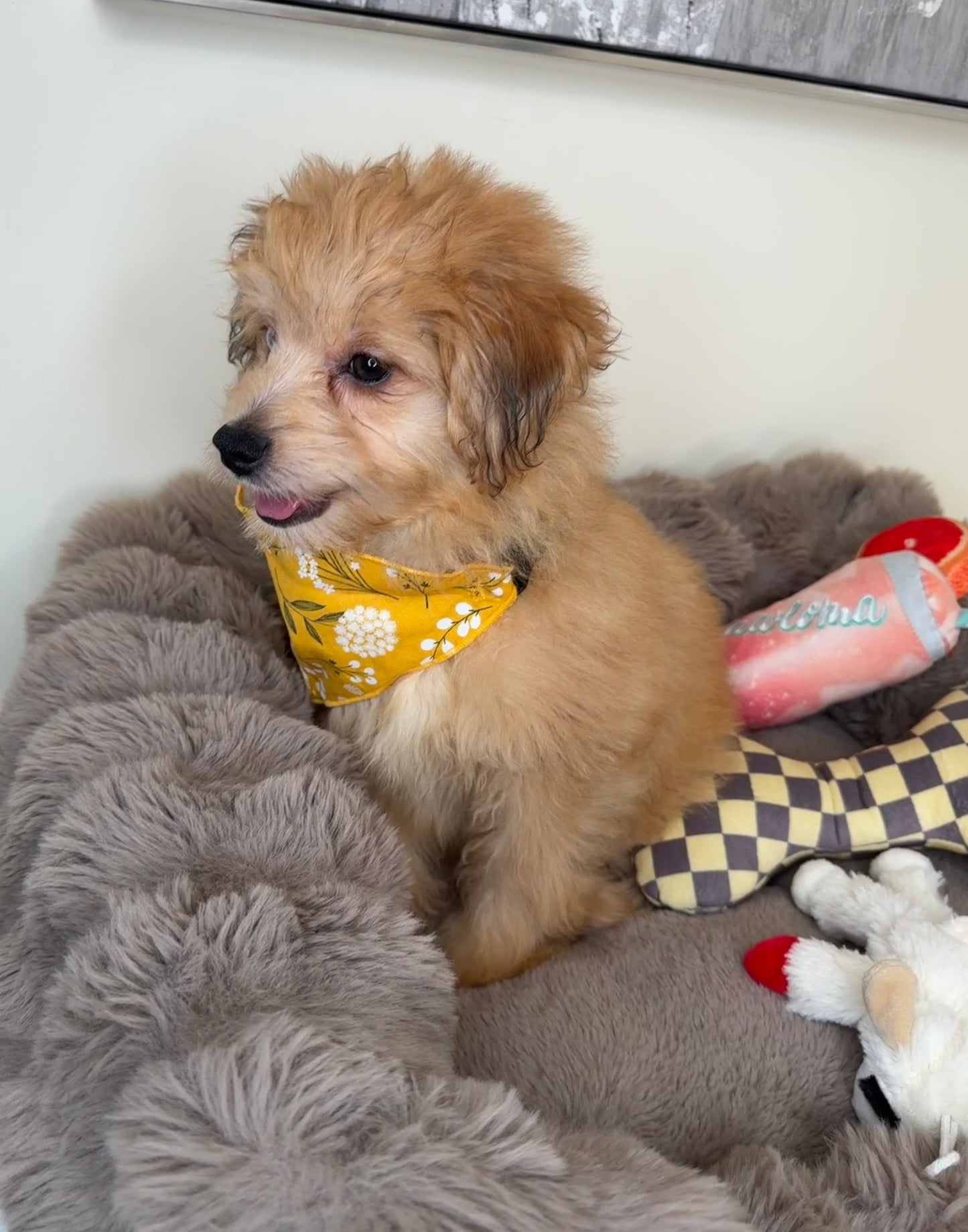 “Xena” Miniature Pomapoo!