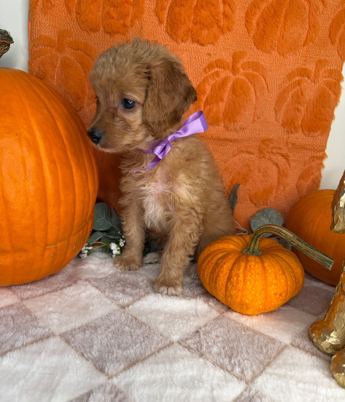 Penelope: Toy Poodle