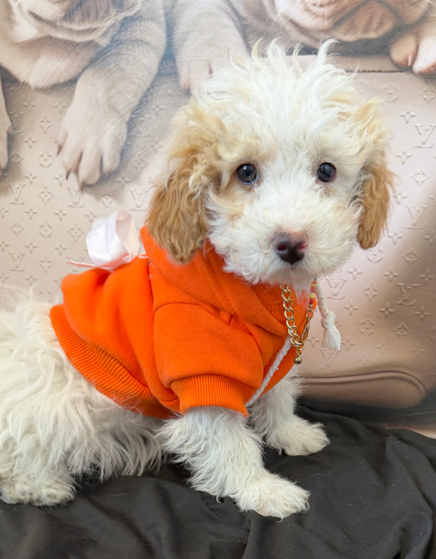 “Bella Mae” Toy Poodle • Female✨