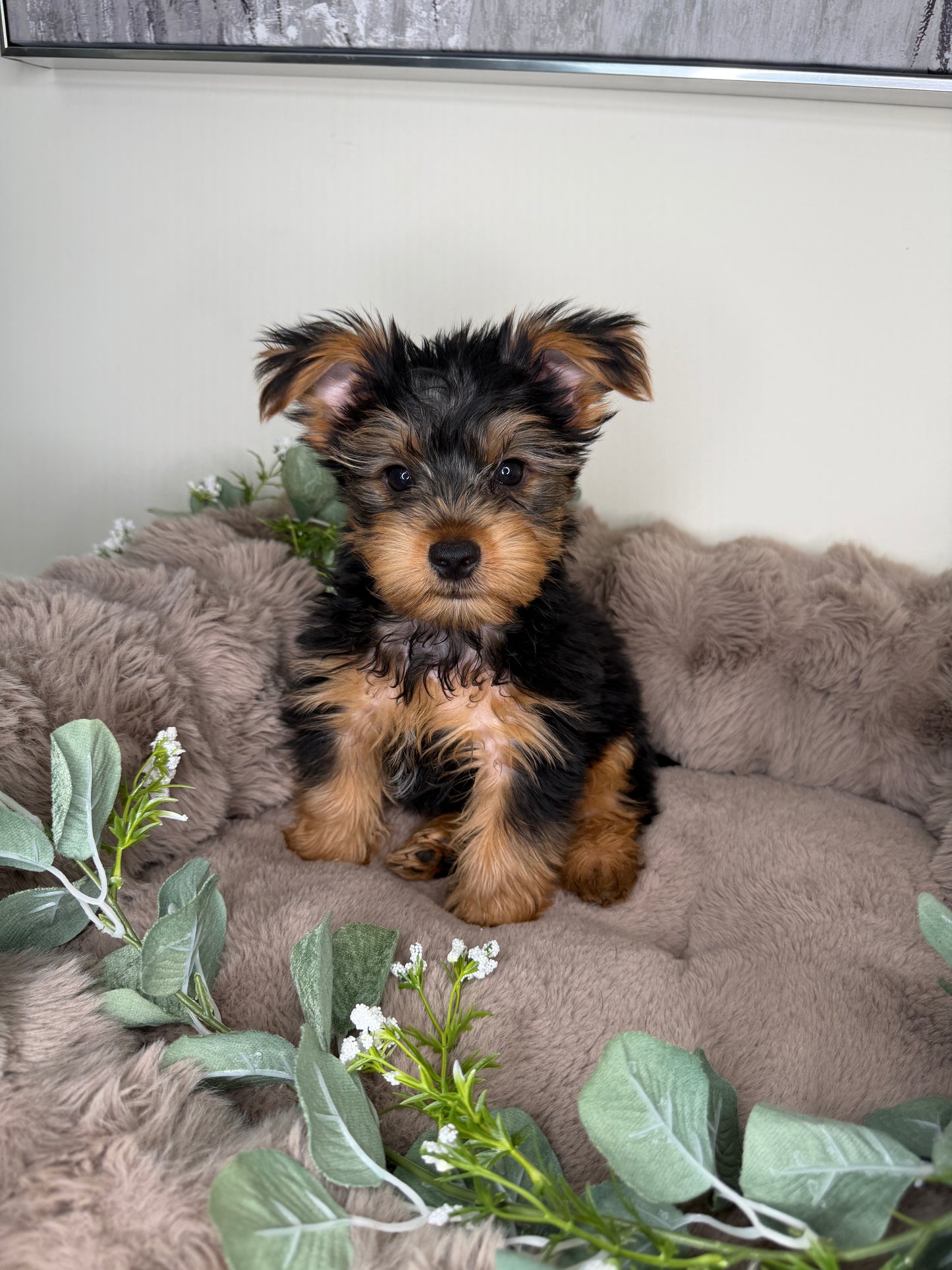 Hugo 💙 | Male Yorkshire Terrier