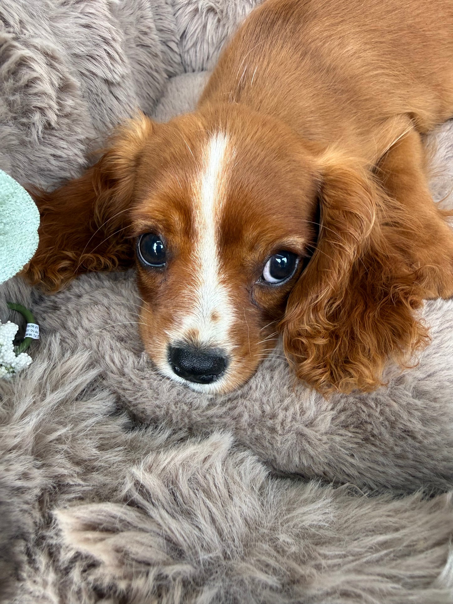 Ruby ❤️ | Female Cavalier King Charles Spaniel