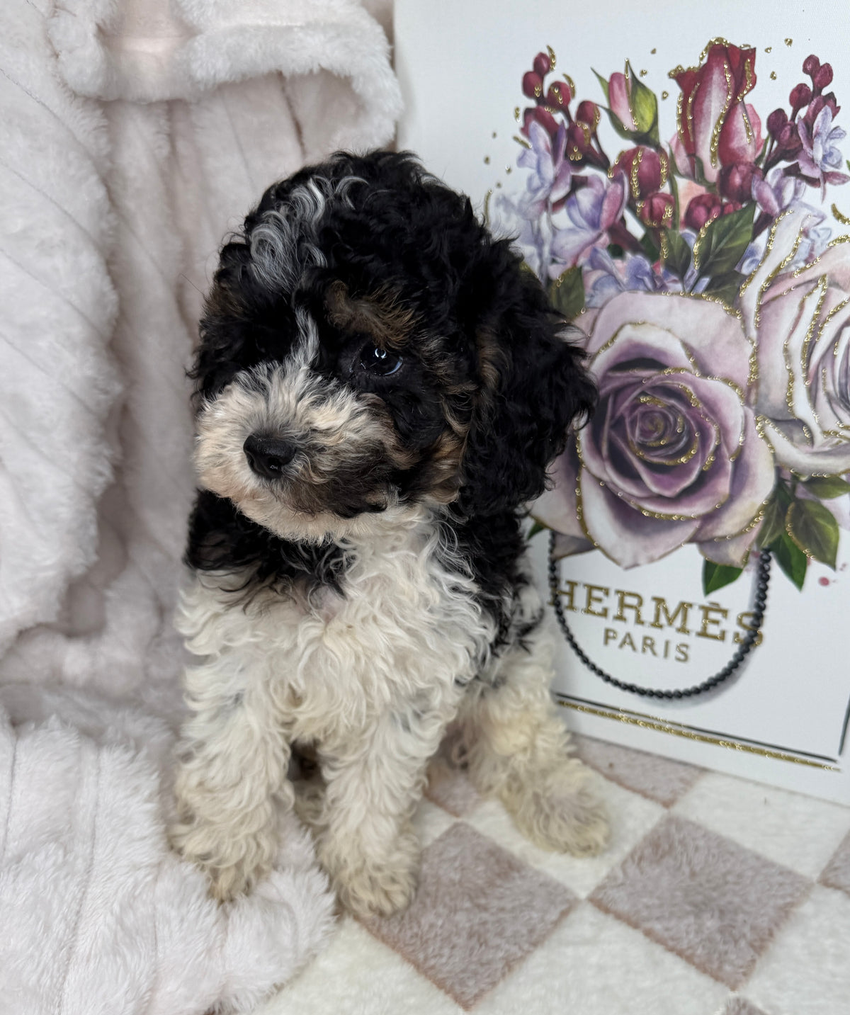 Snickers 🧸 | Male Toy Poodle Puppy