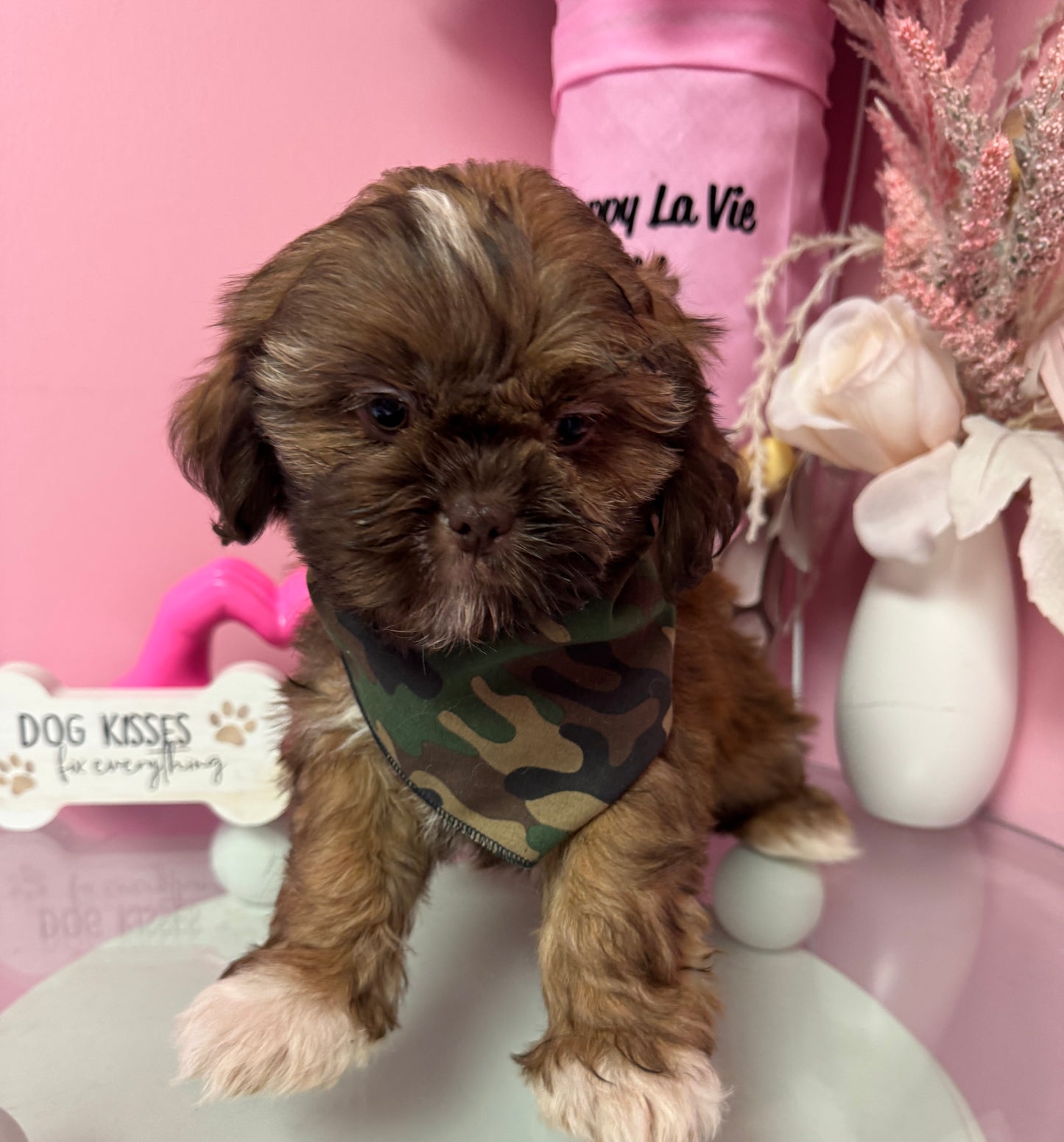 “Bentley” AKC Shih-Tzu