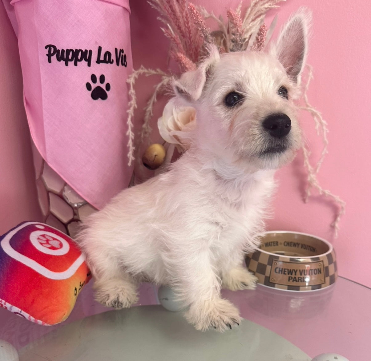 Oliver – AKC & APRI Westie