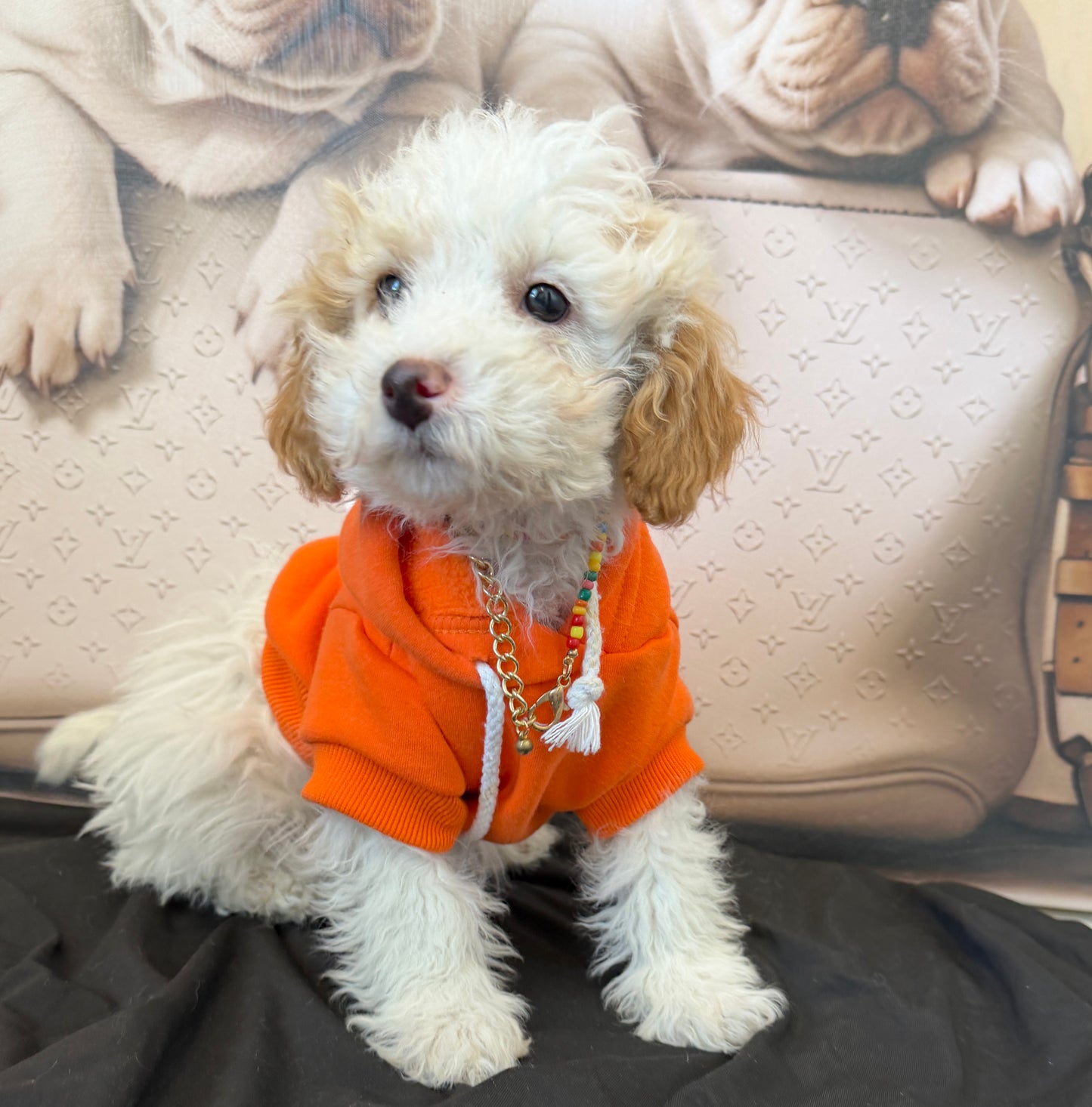 “Bella Mae” Toy Poodle • Female✨