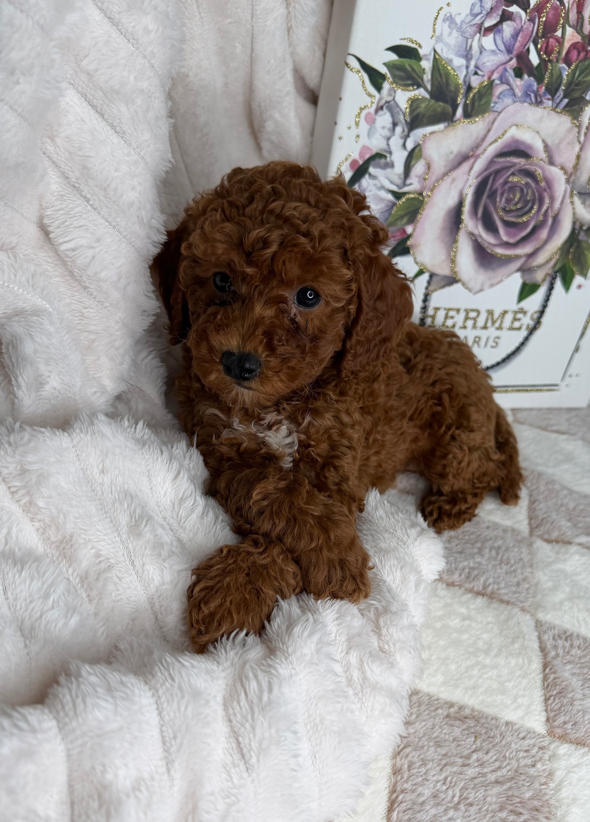 Royce 💙 | Toy Male Goldendoodle Puppy