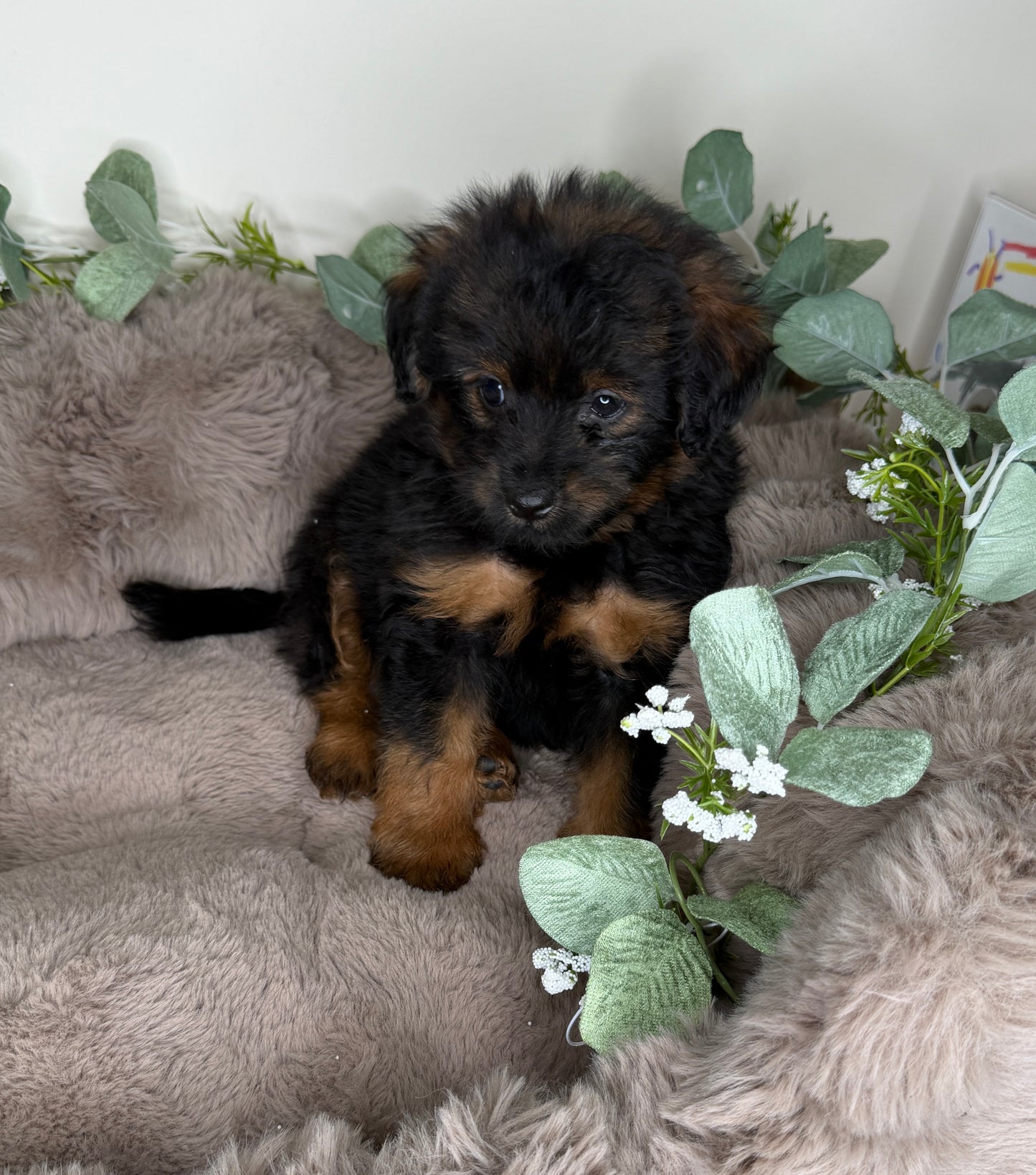Onyx 🖤 | Male PomaPoo Puppy