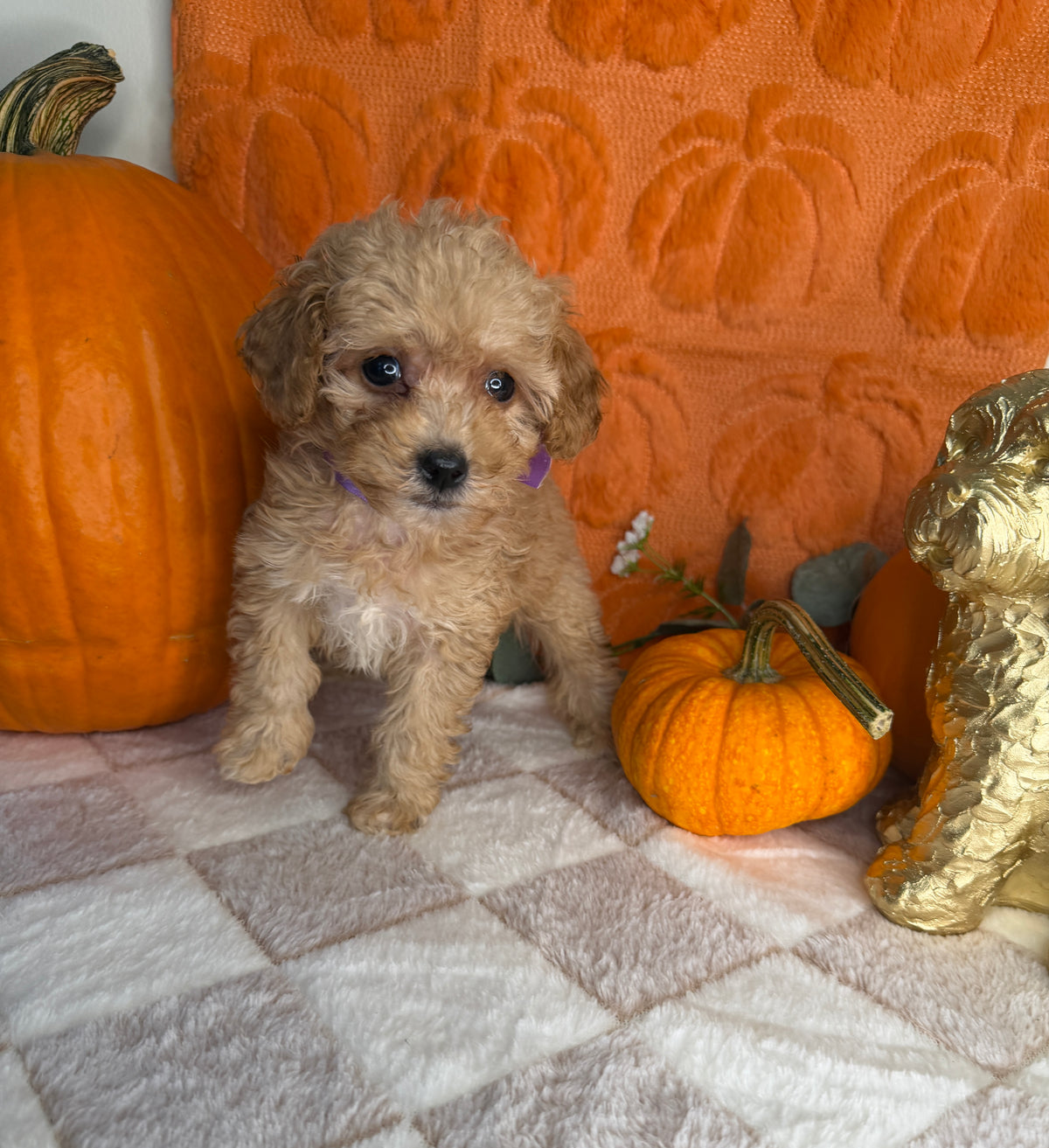 Peaches: Apricot Toy Poodle