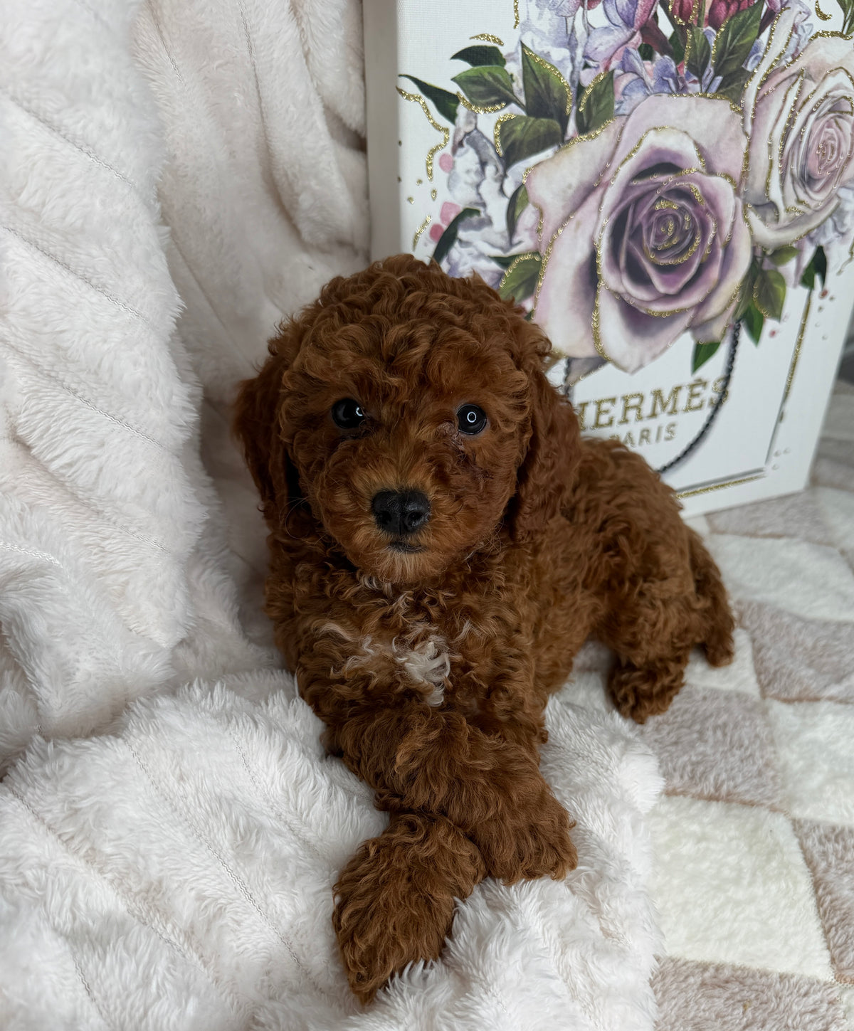 Royce 💙 | Toy Male Goldendoodle Puppy