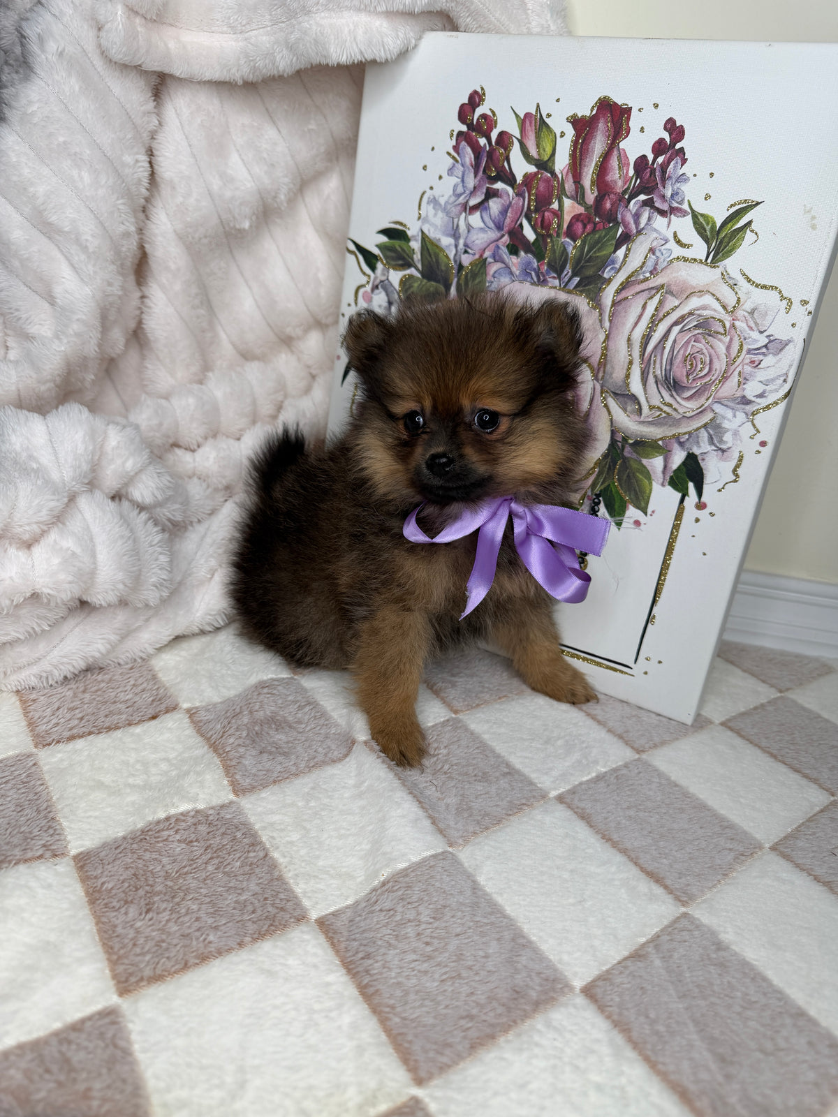 CoCo 🎀 | Female Toy Pomeranian