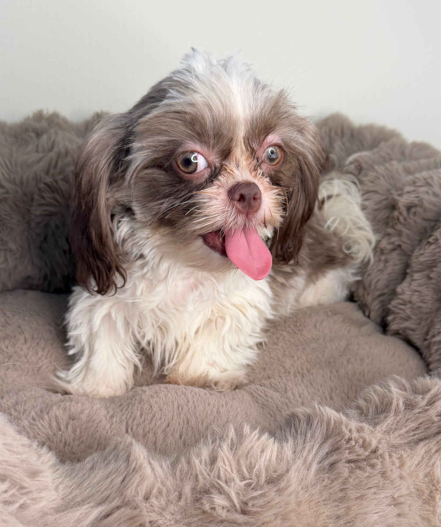 Tucker 💙 | Male Shih-Tzu Puppy