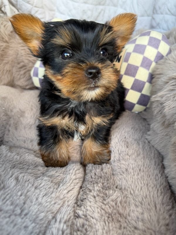 Nico 💙 | Male Toy Yorkie